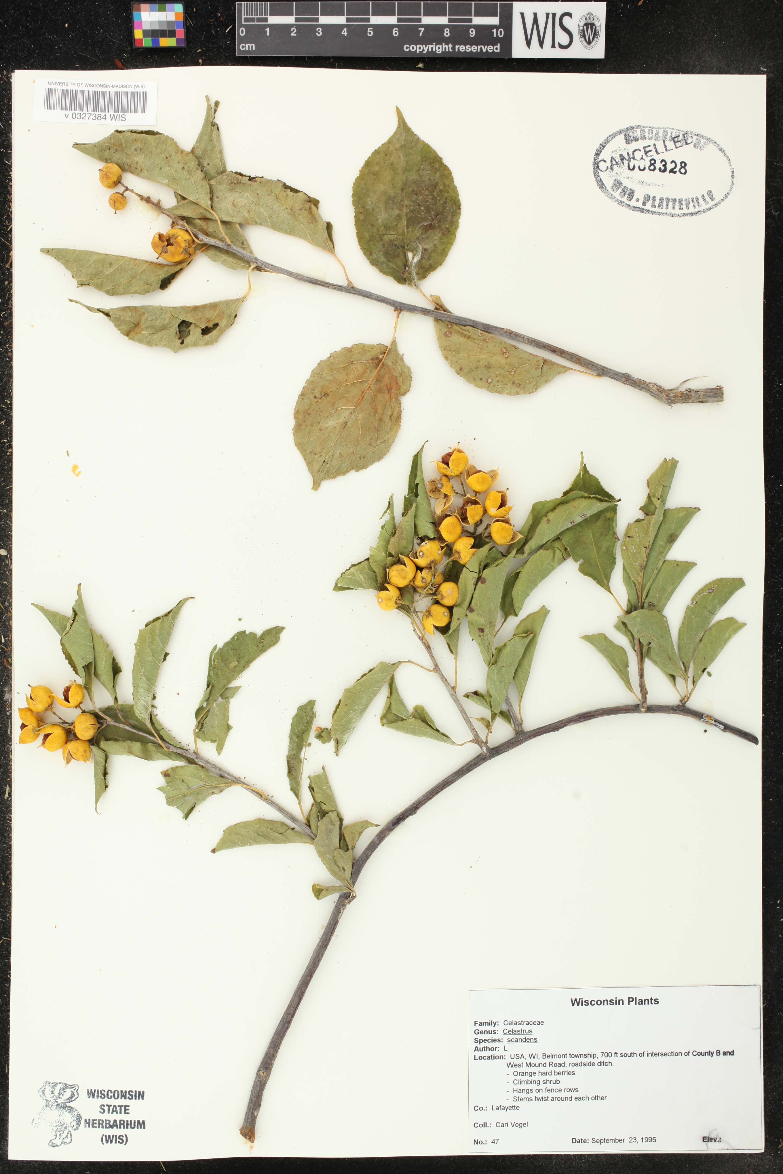 Celastrus scandens image