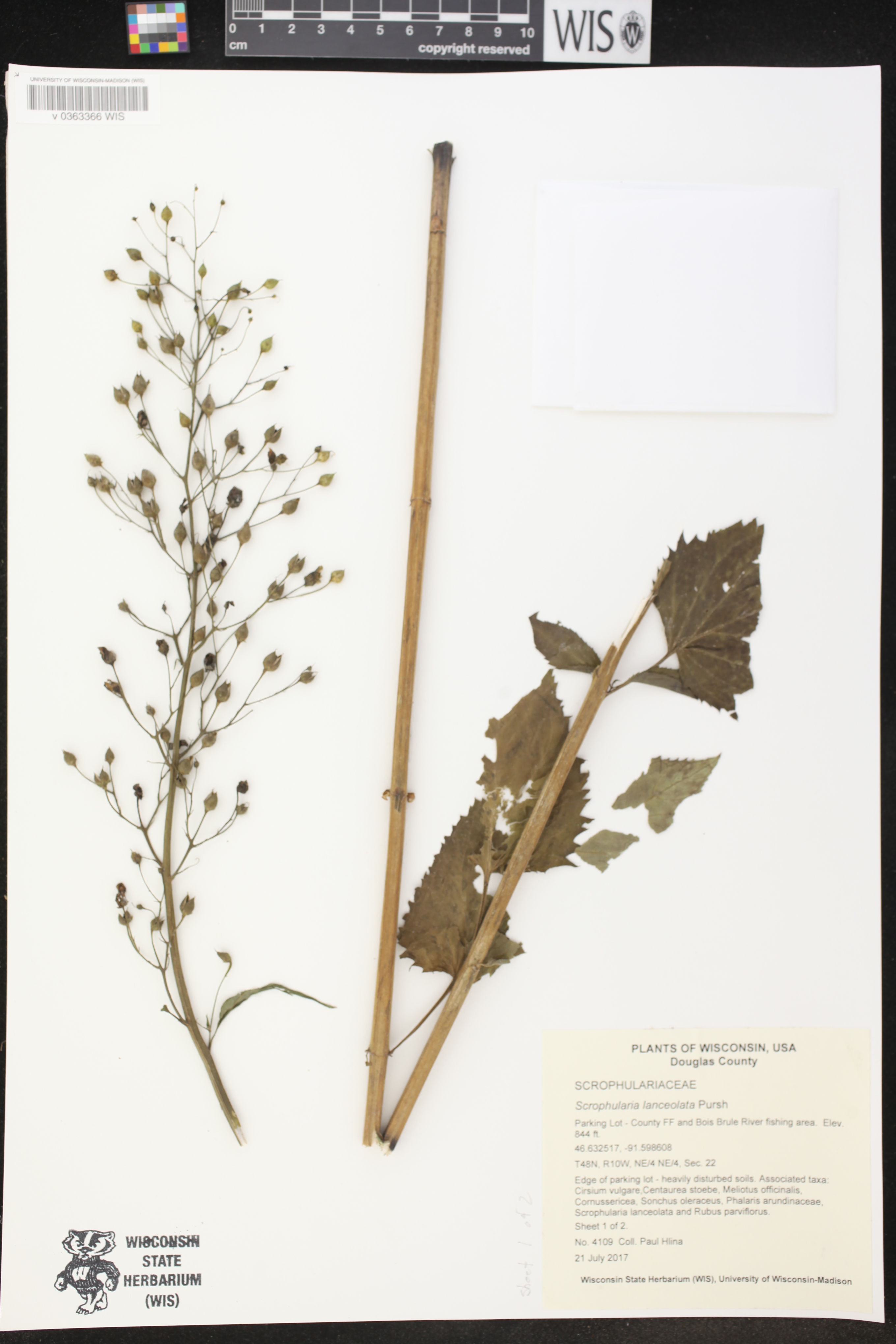 Scrophularia lanceolata image