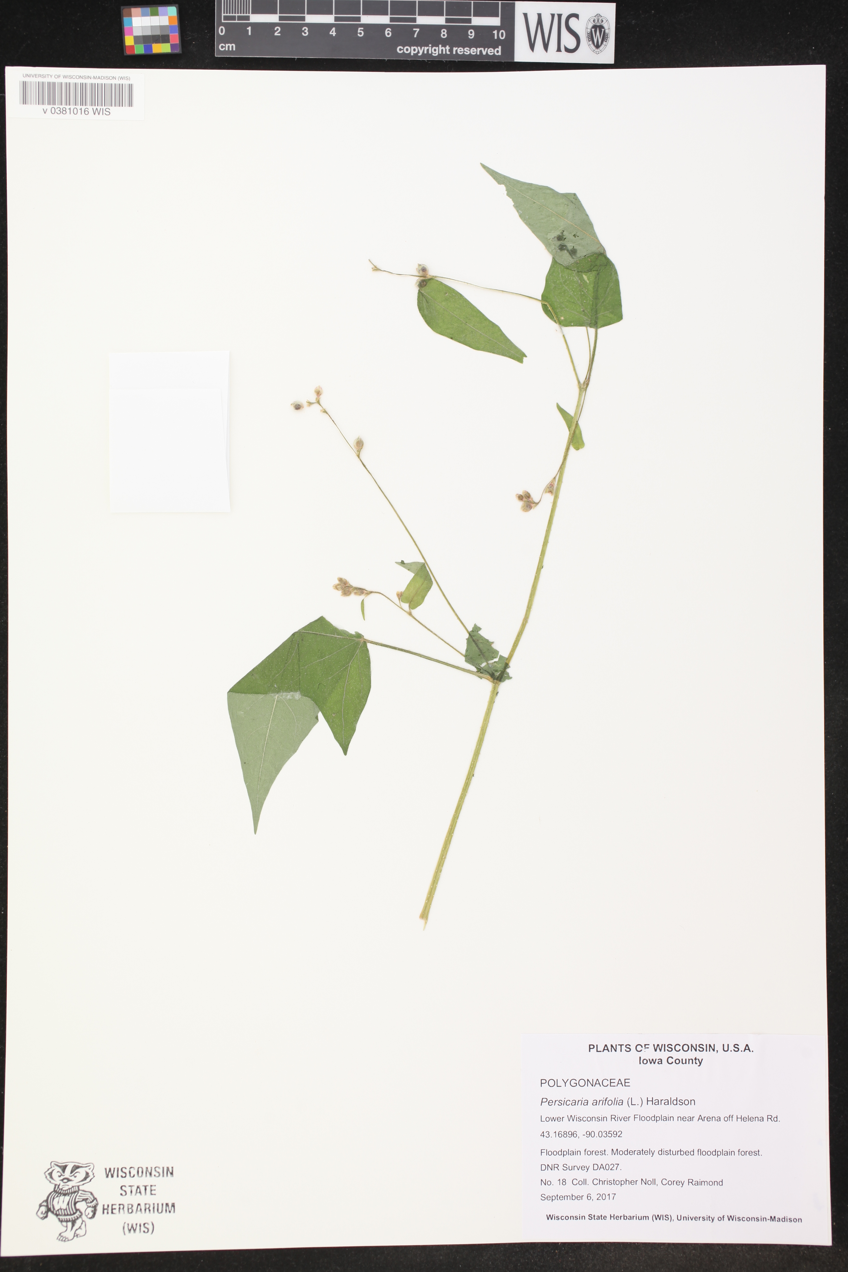 Persicaria arifolia image