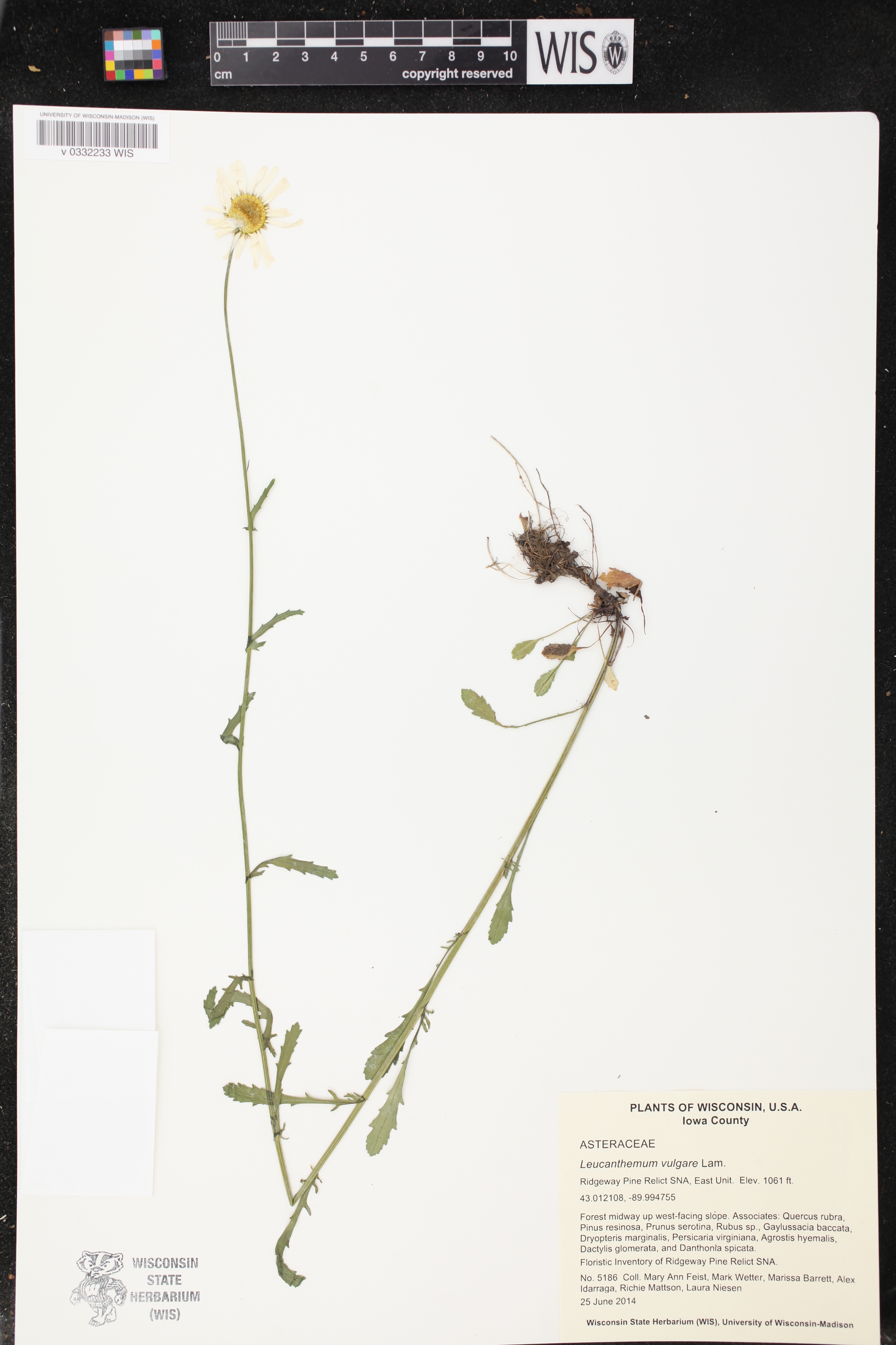 Leucanthemum vulgare image