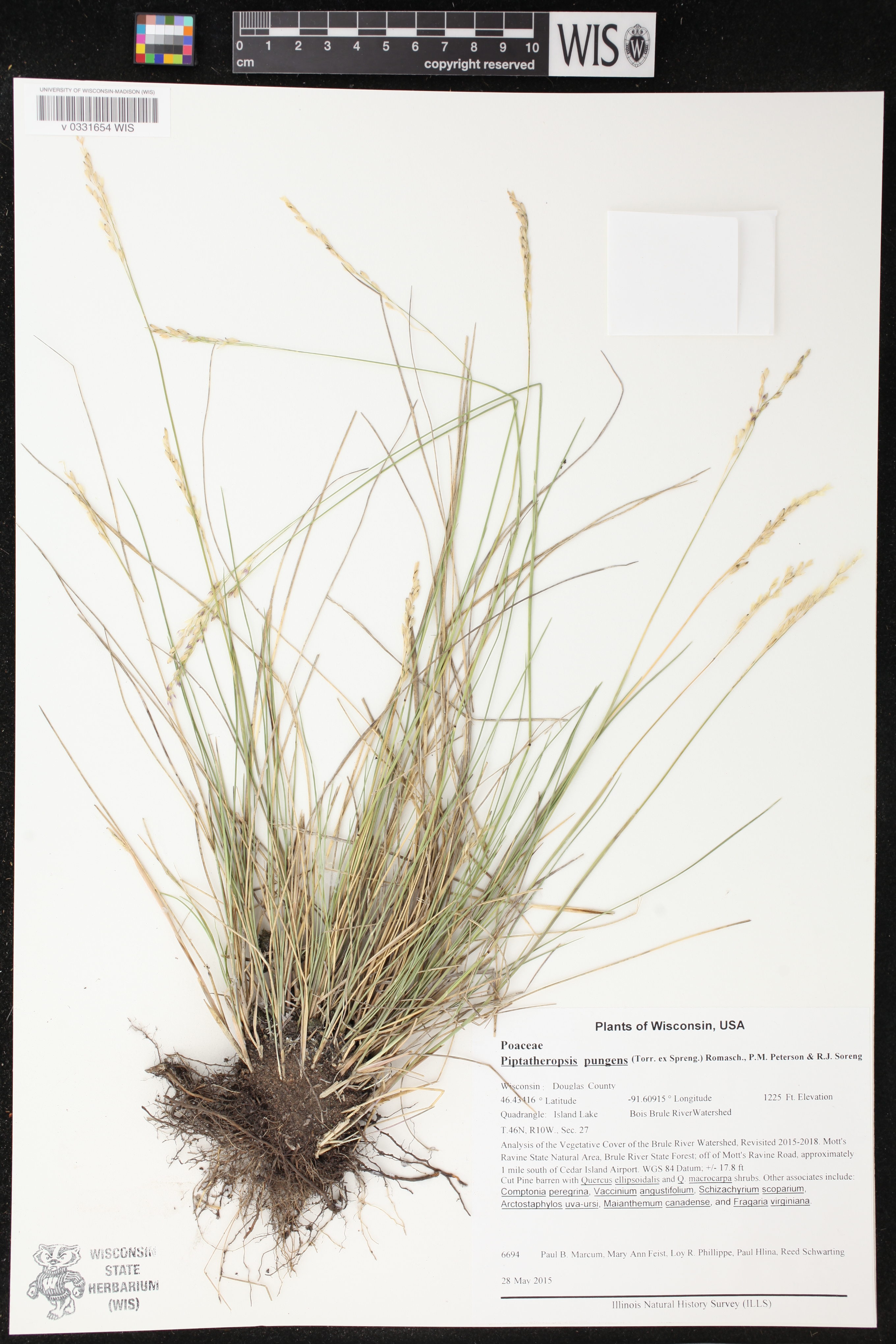 Piptatheropsis pungens image