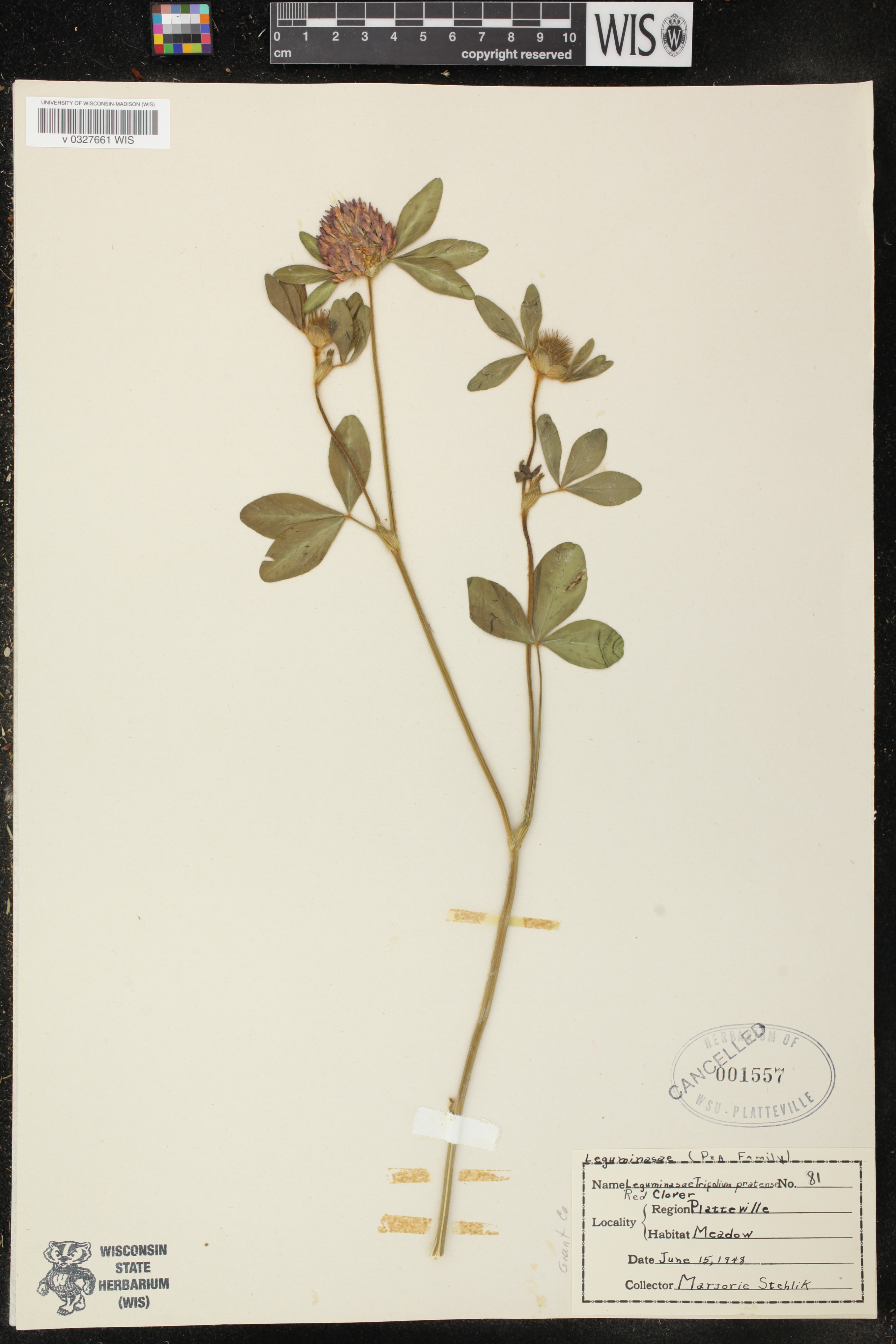 Trifolium pratense image