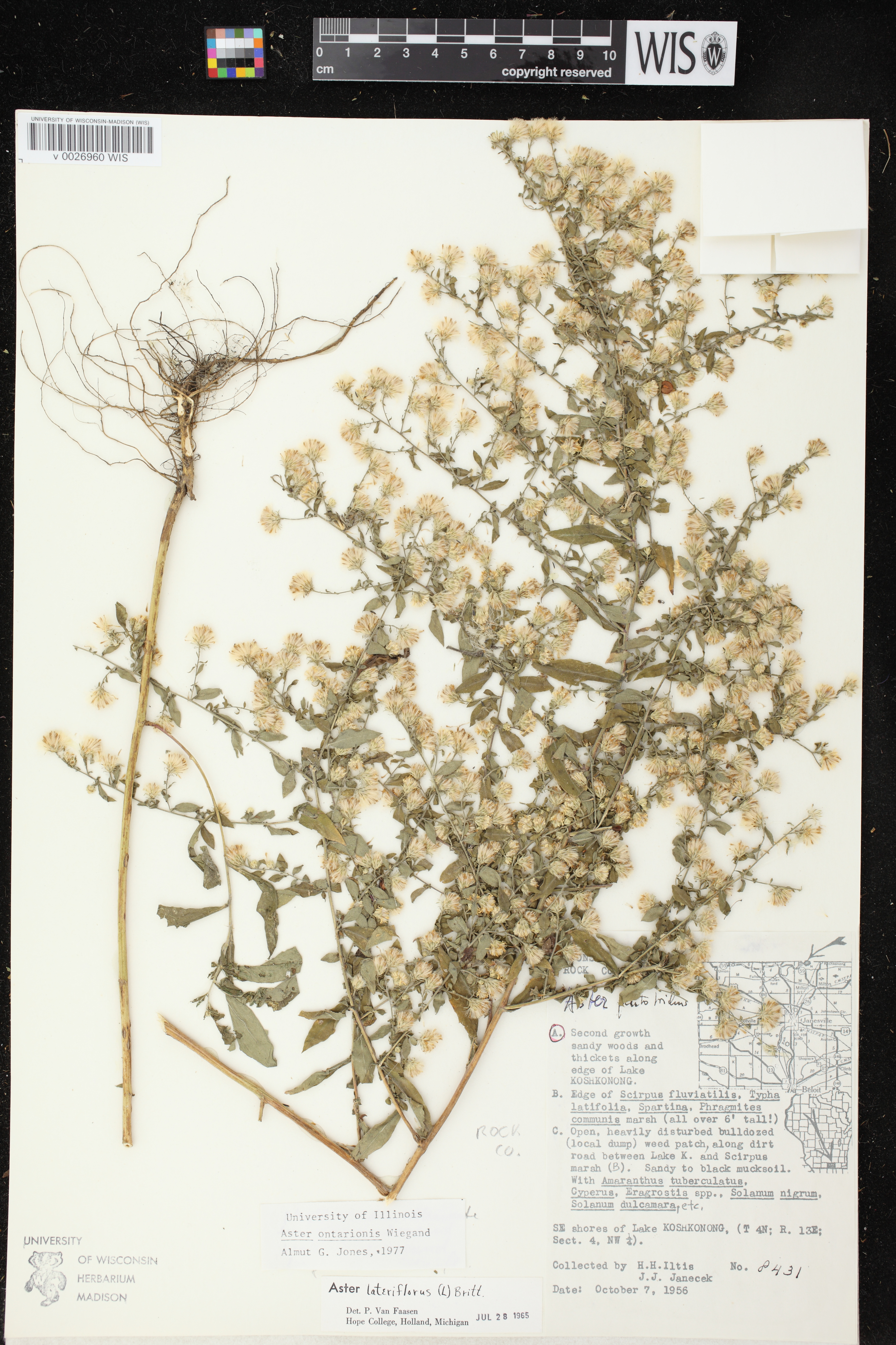Symphyotrichum ontarionis image