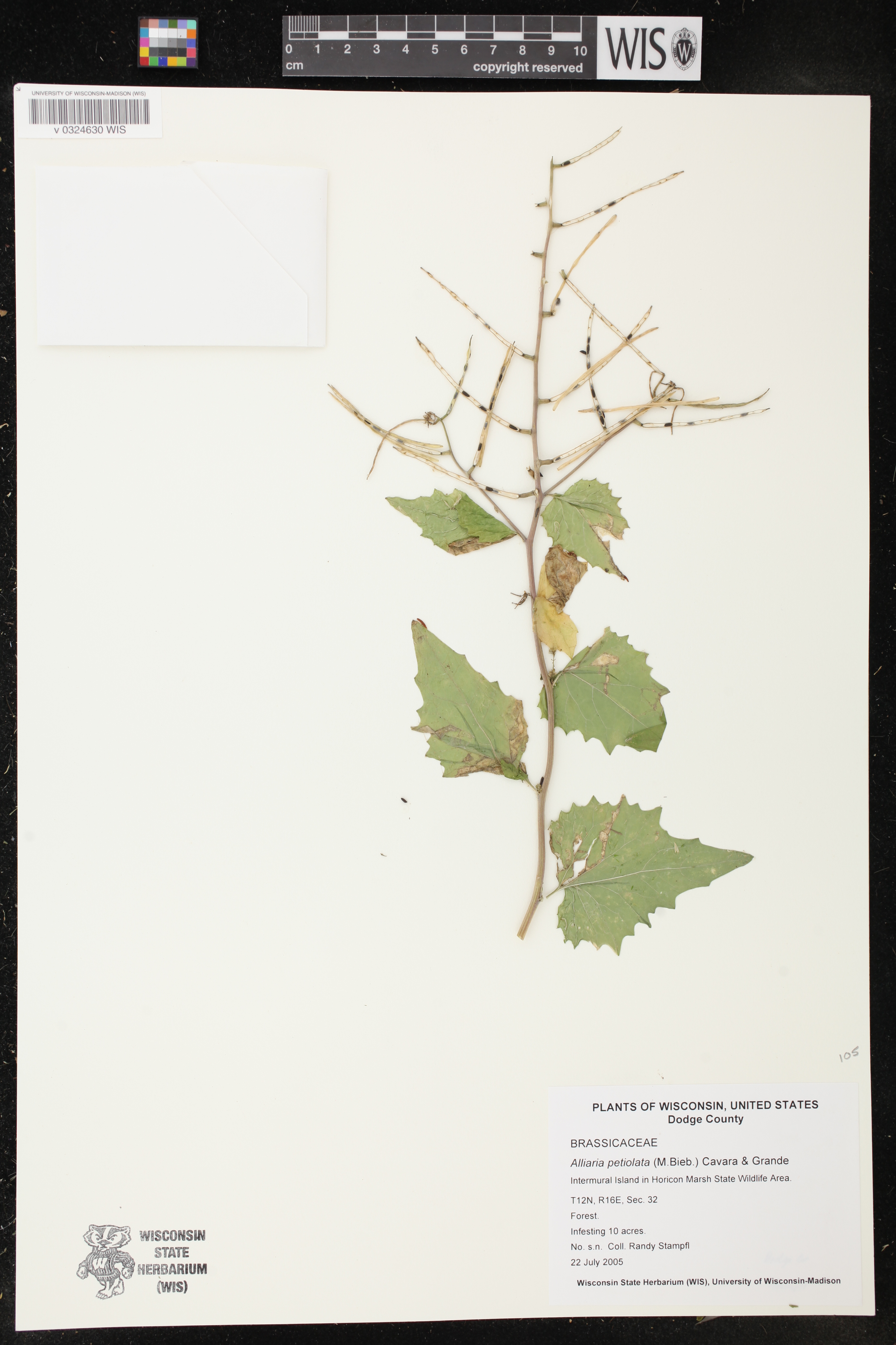 Alliaria petiolata image