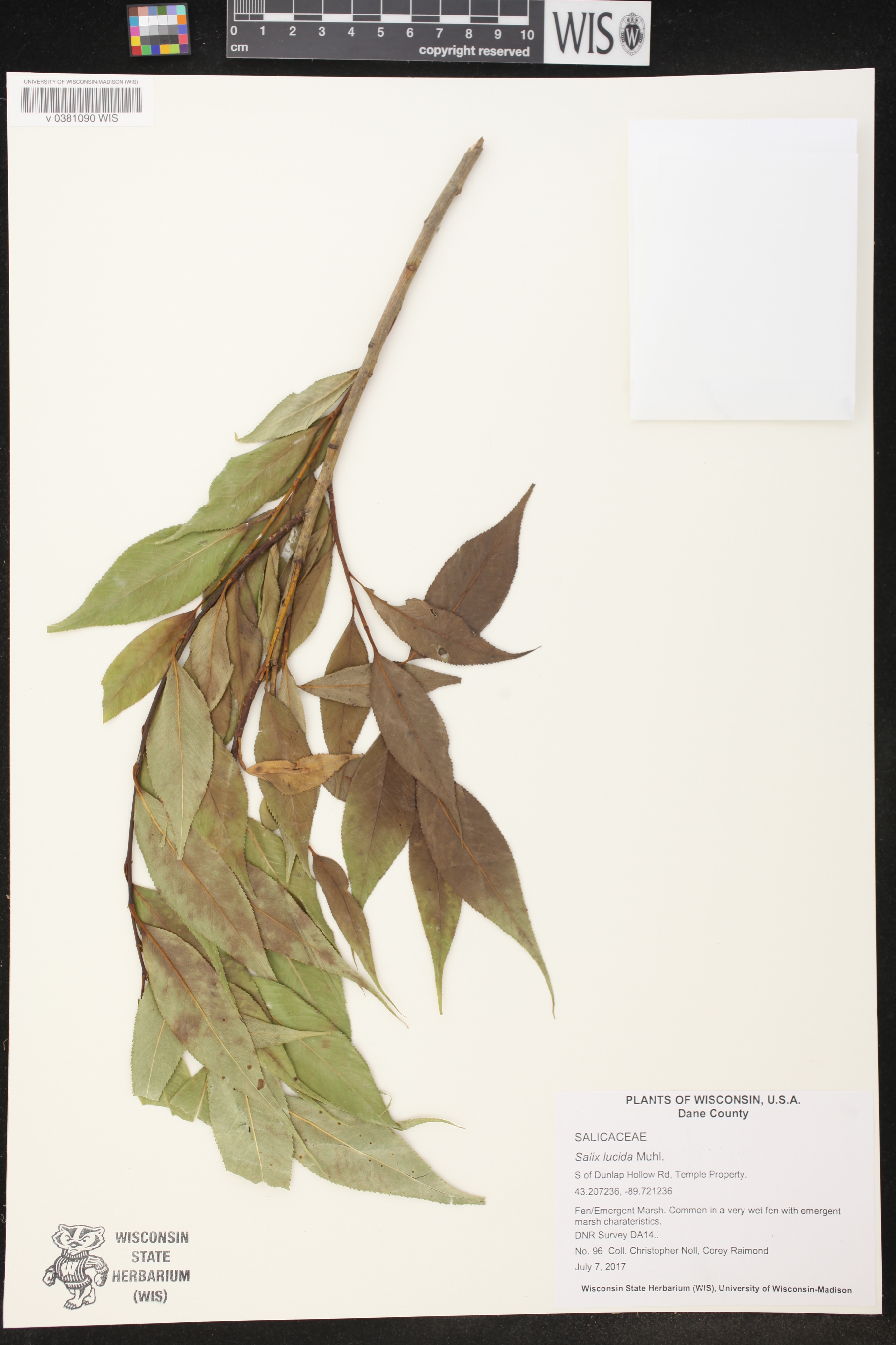 Salix lucida image