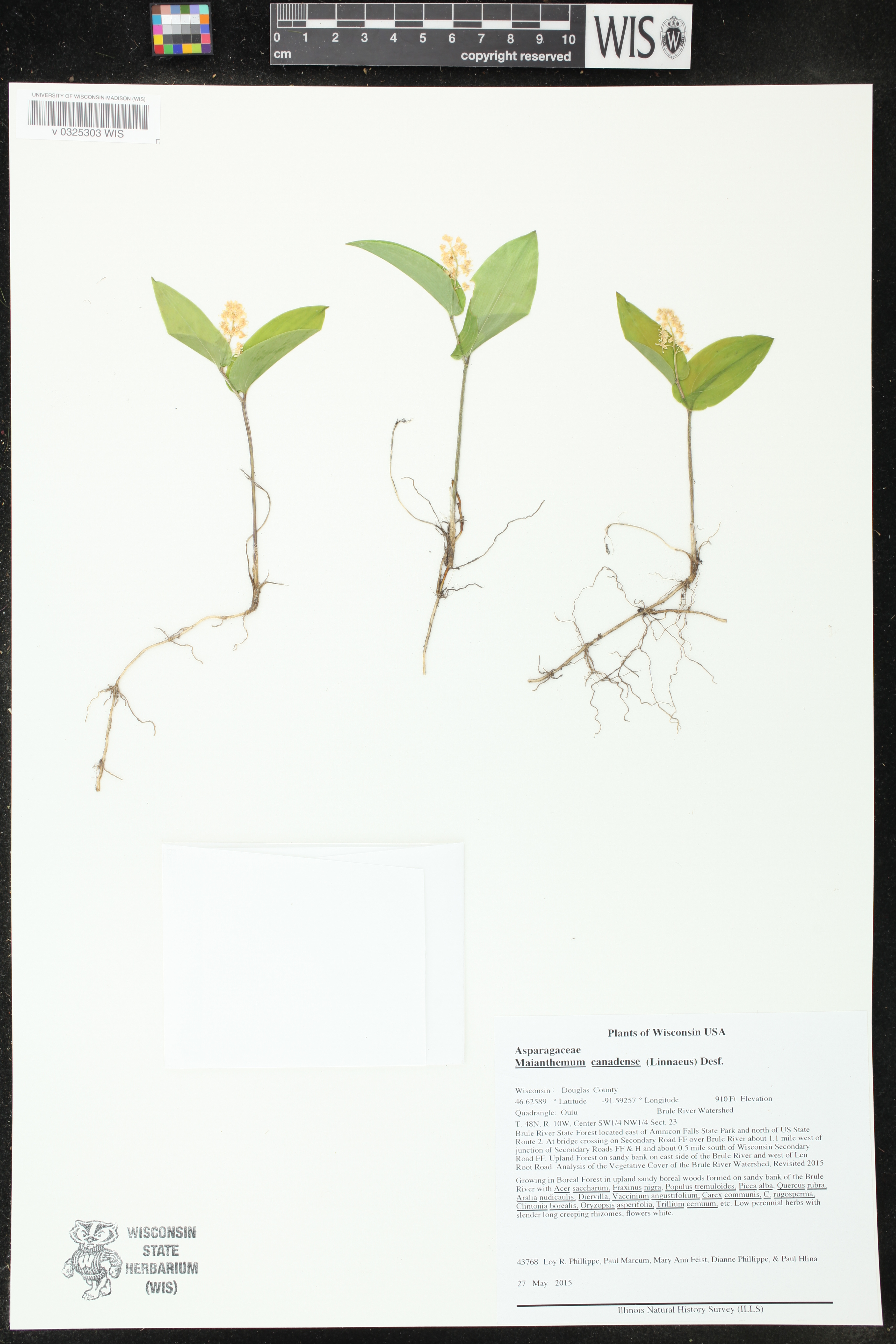 Maianthemum canadense image