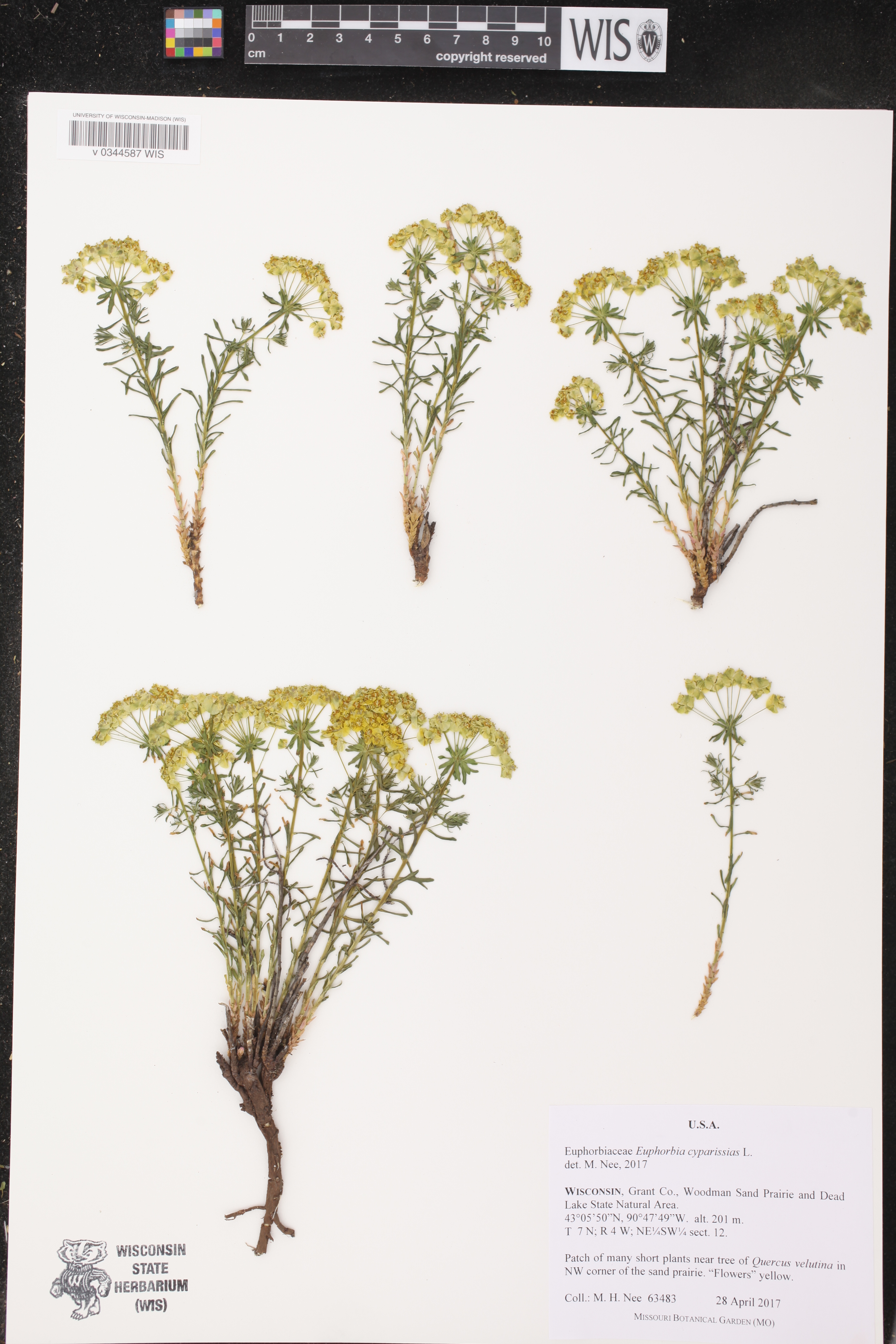 Euphorbia cyparissias image