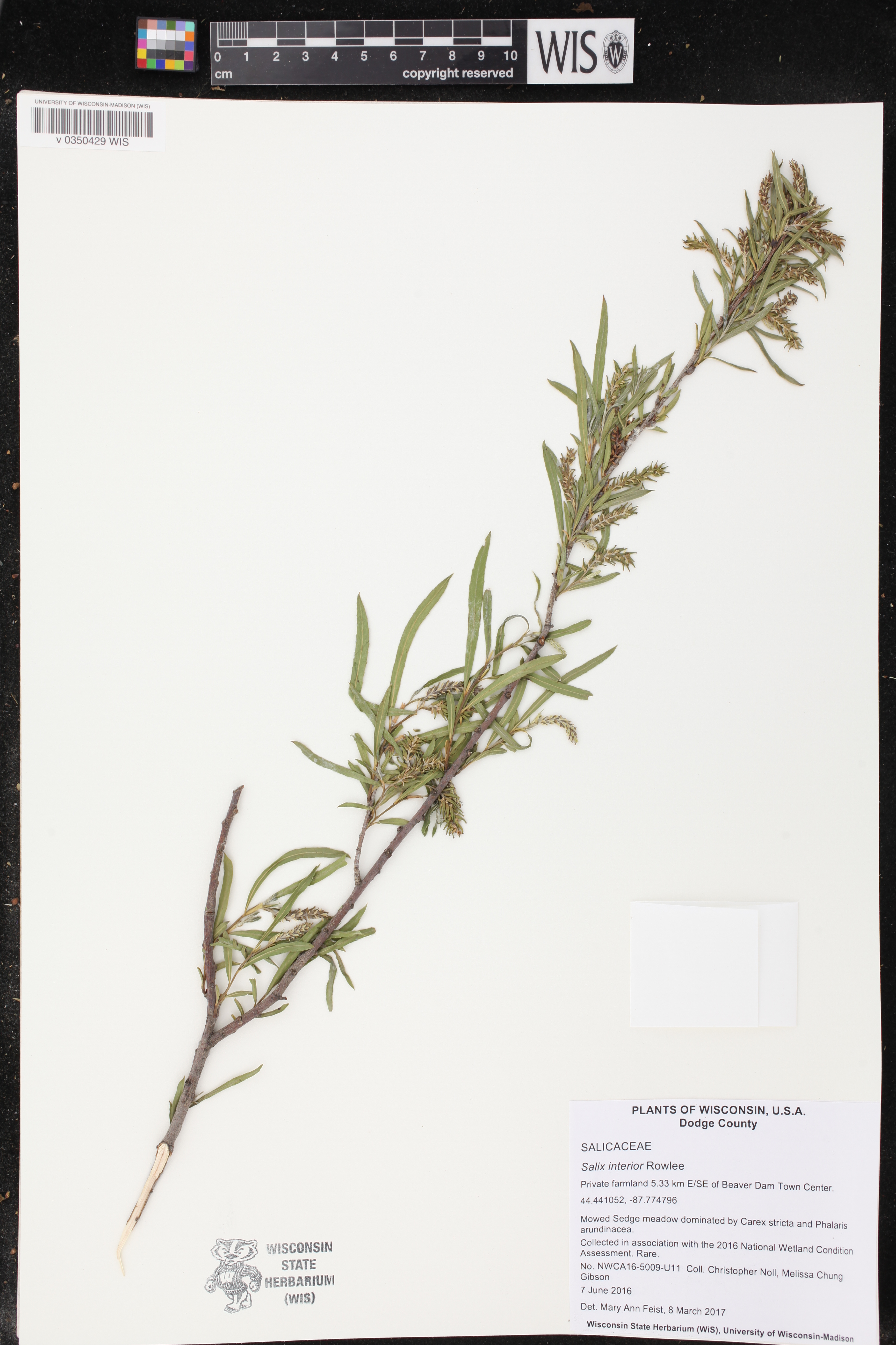 Salix interior image