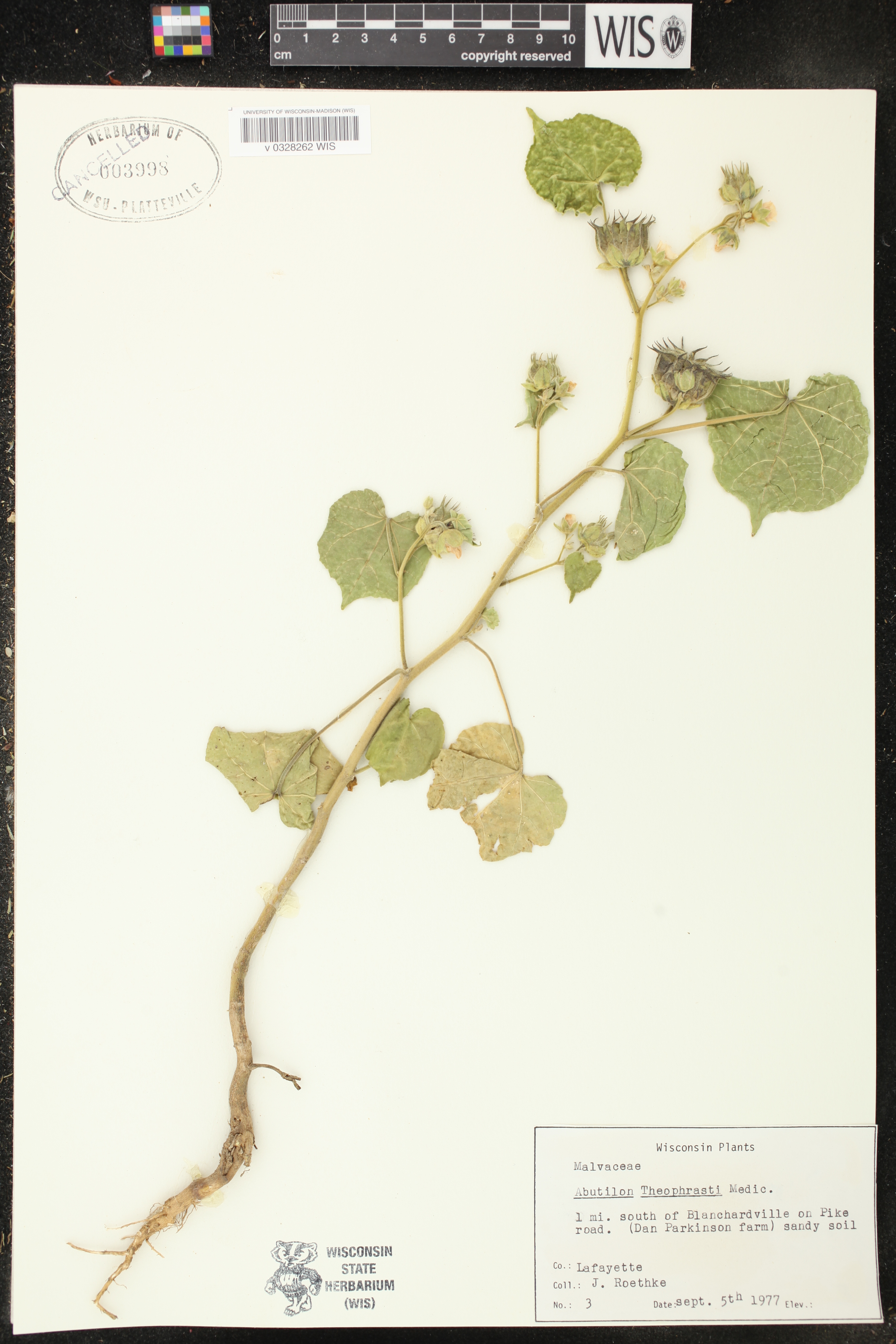 Abutilon theophrasti image