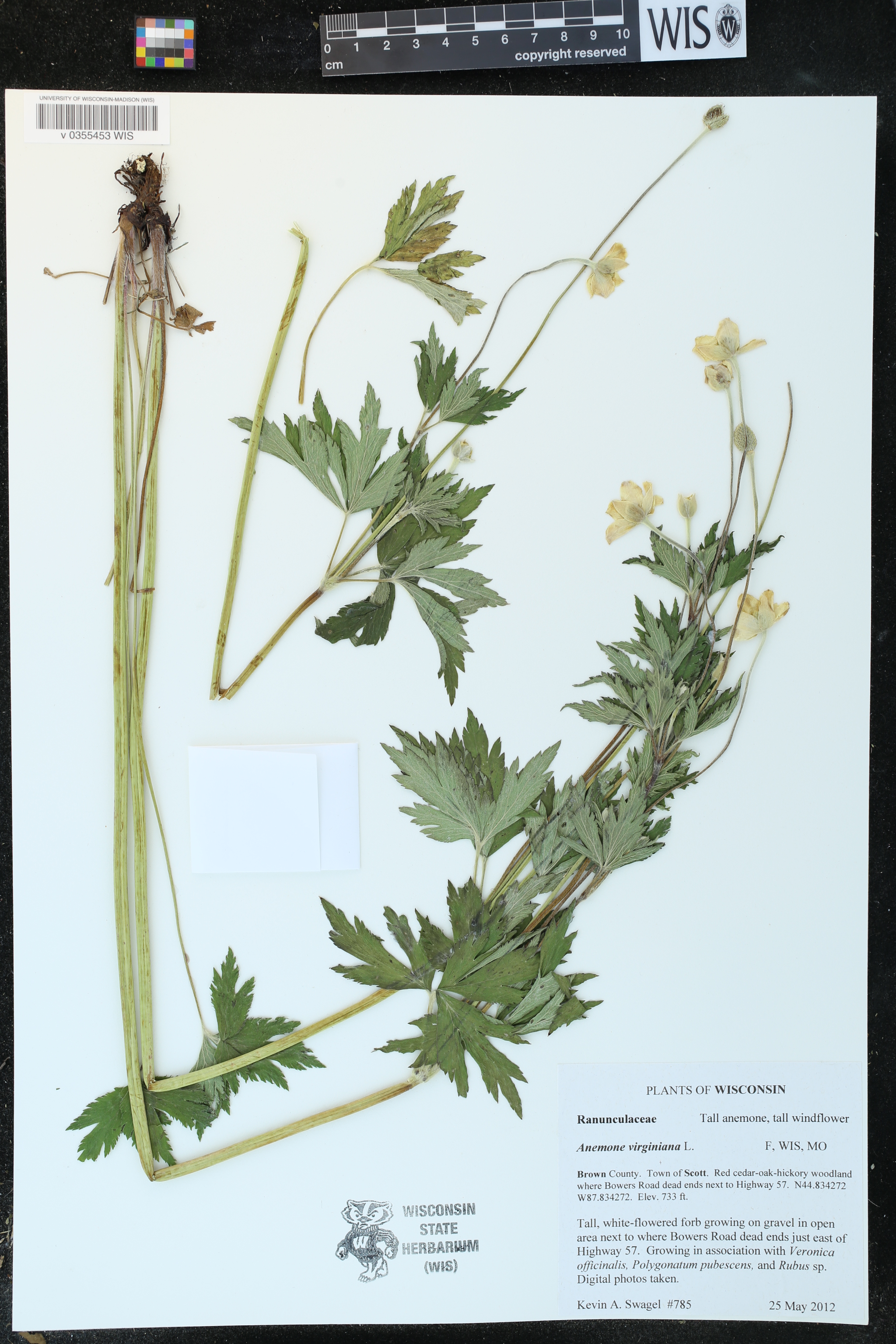 Anemone virginiana image
