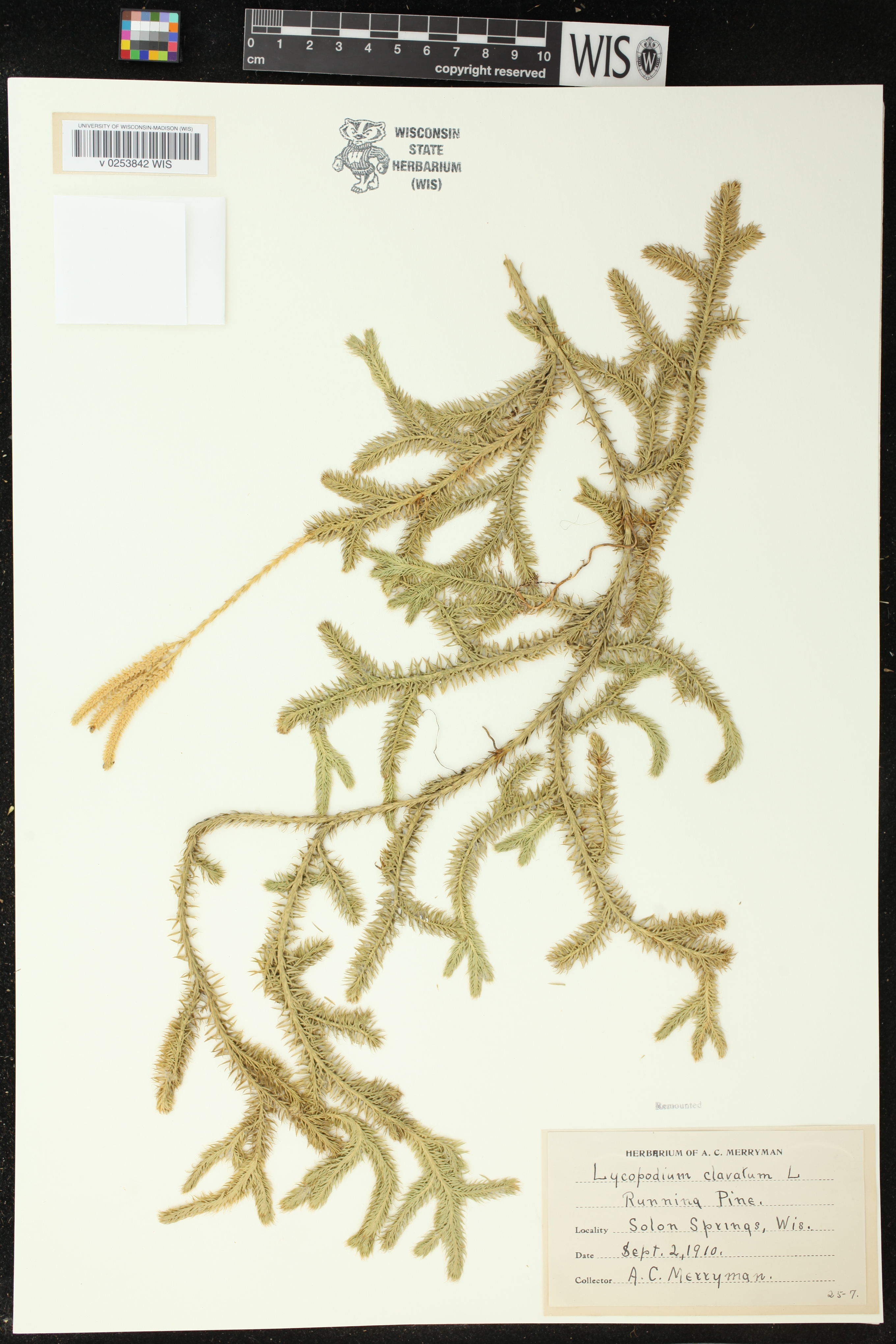 Lycopodium clavatum image