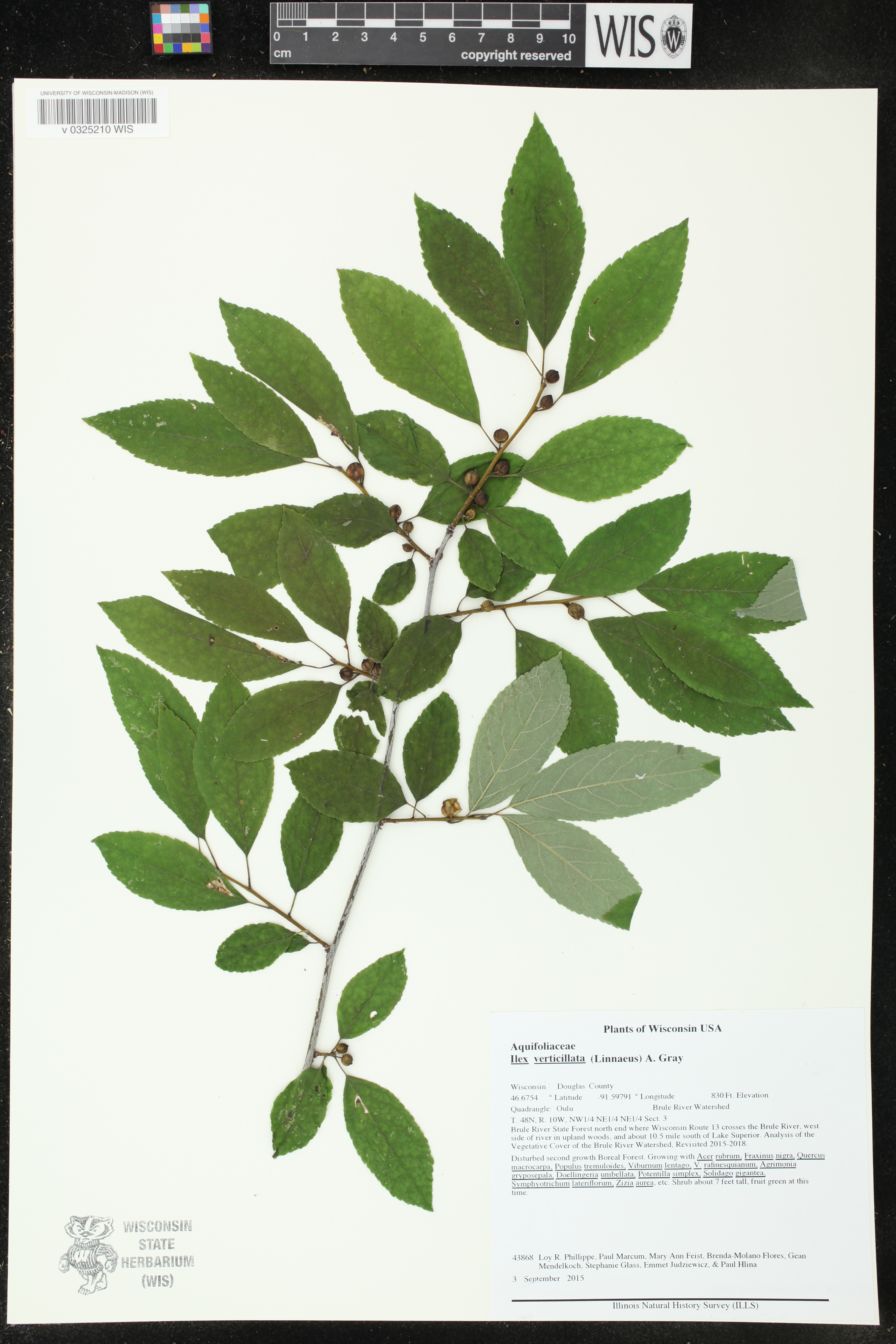 Ilex verticillata image
