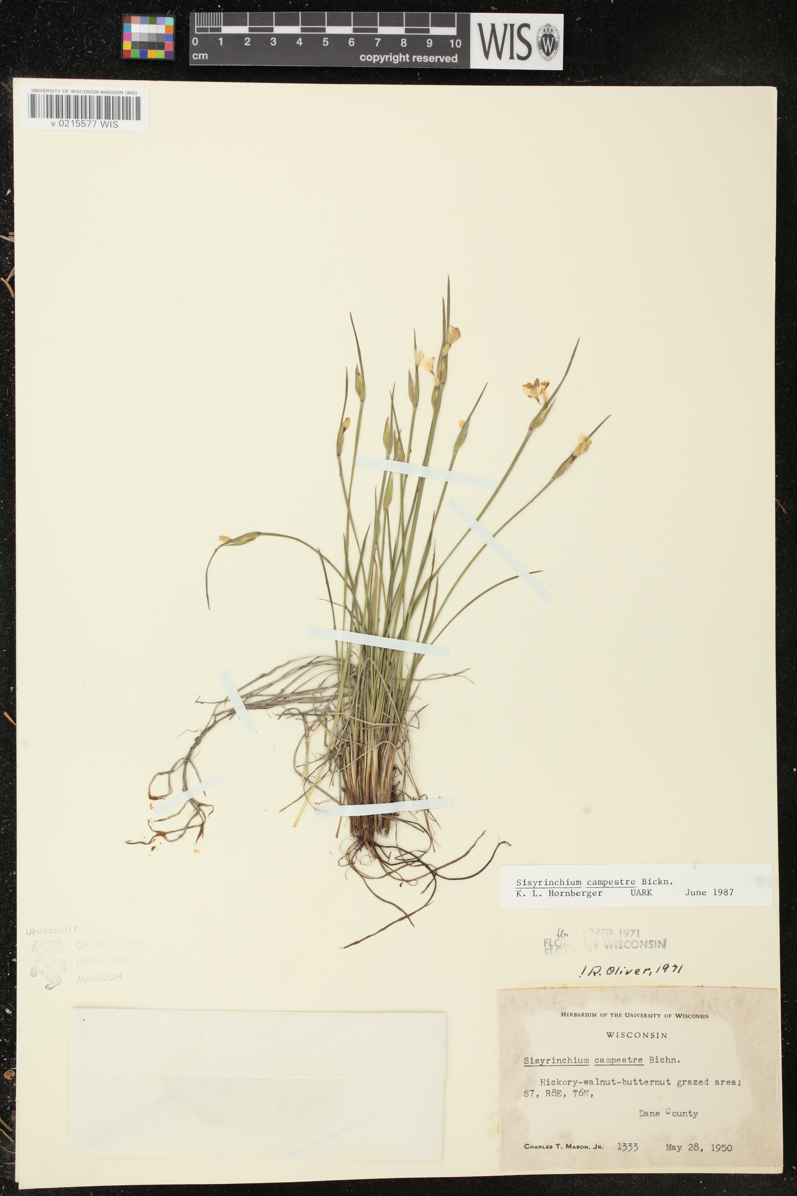 Sisyrinchium campestre image