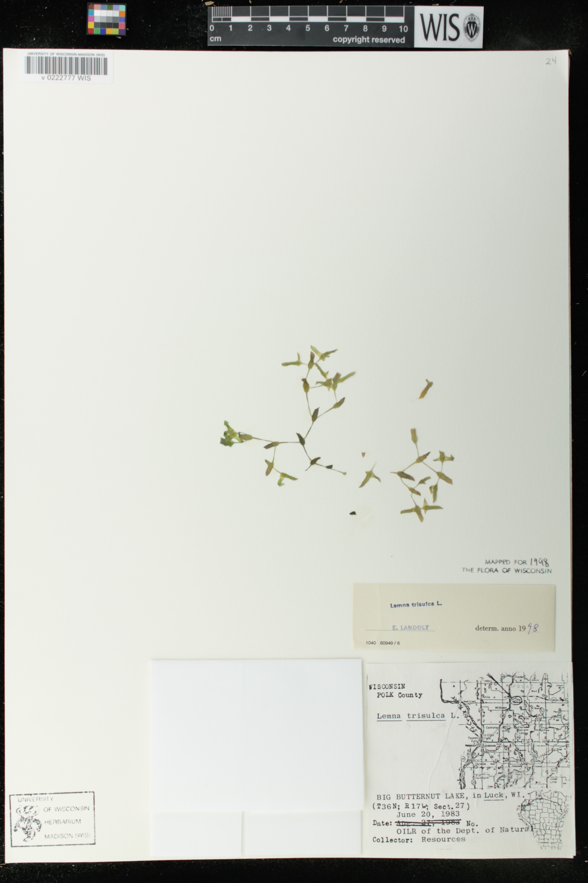 Lemna trisulca image
