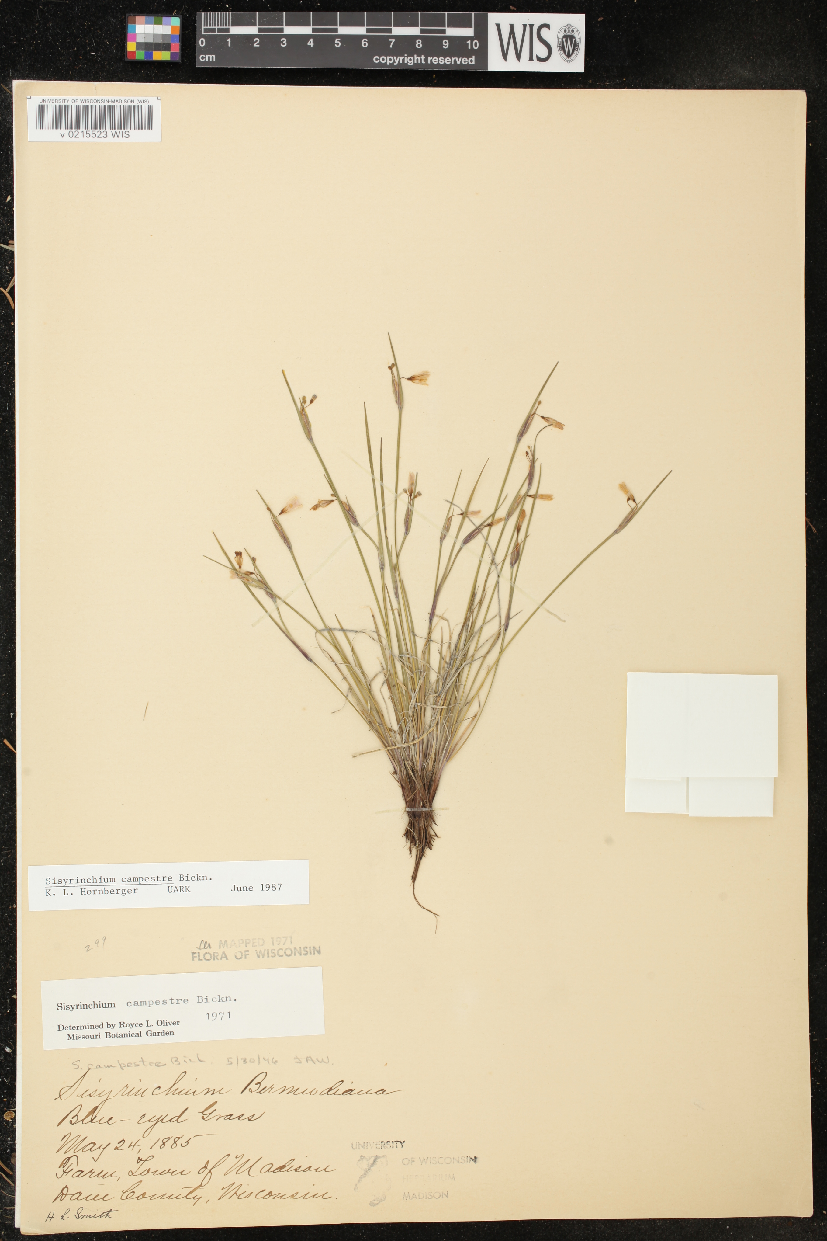 Sisyrinchium campestre image