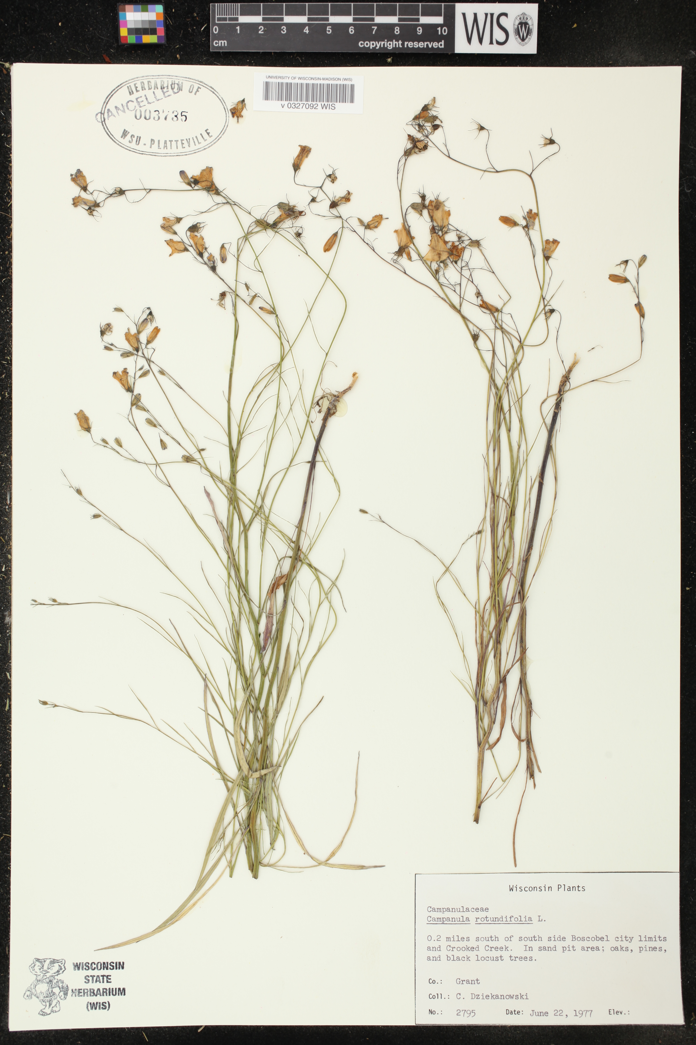 Campanula rotundifolia image