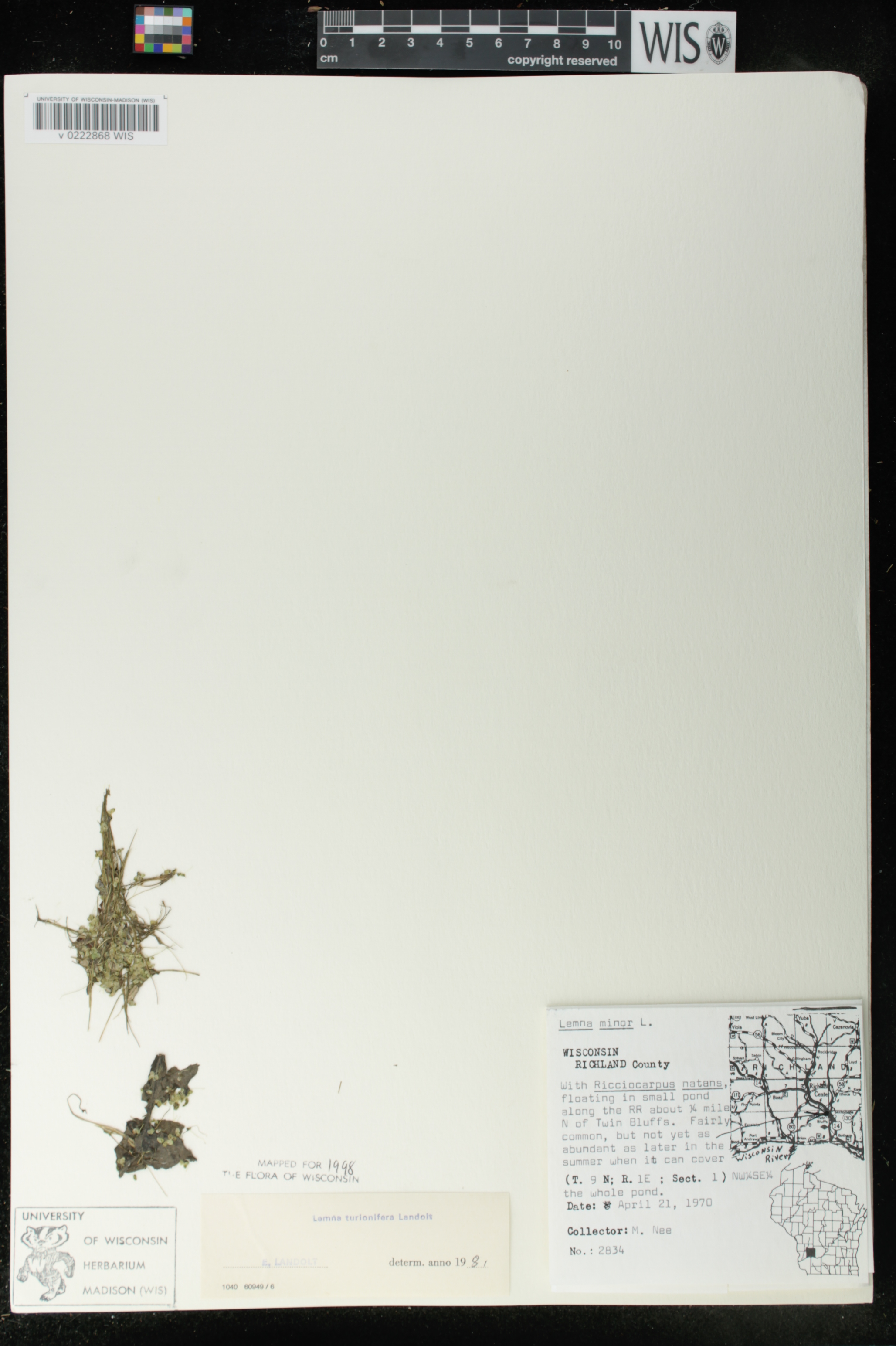 Lemna turionifera image