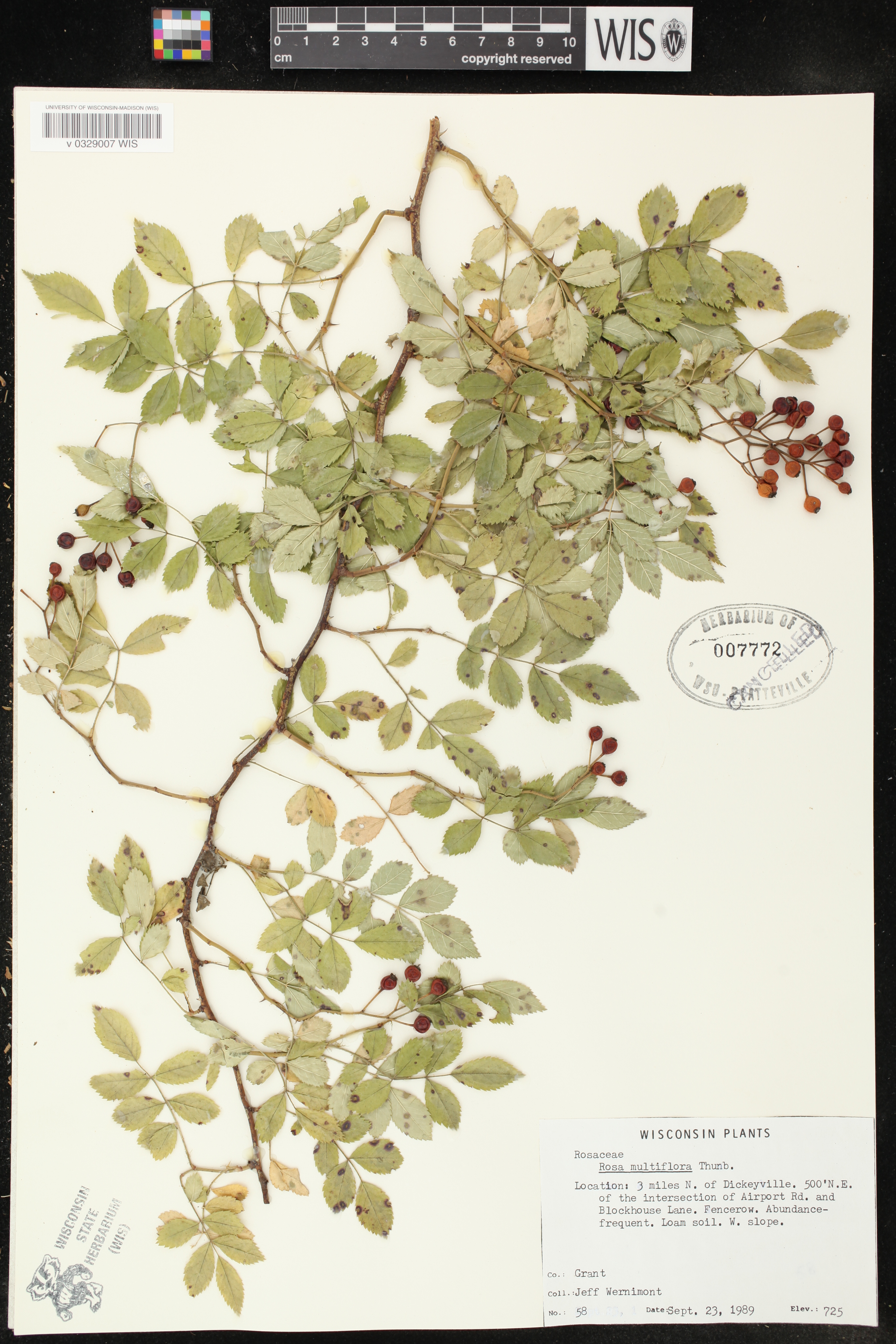Rosa multiflora image