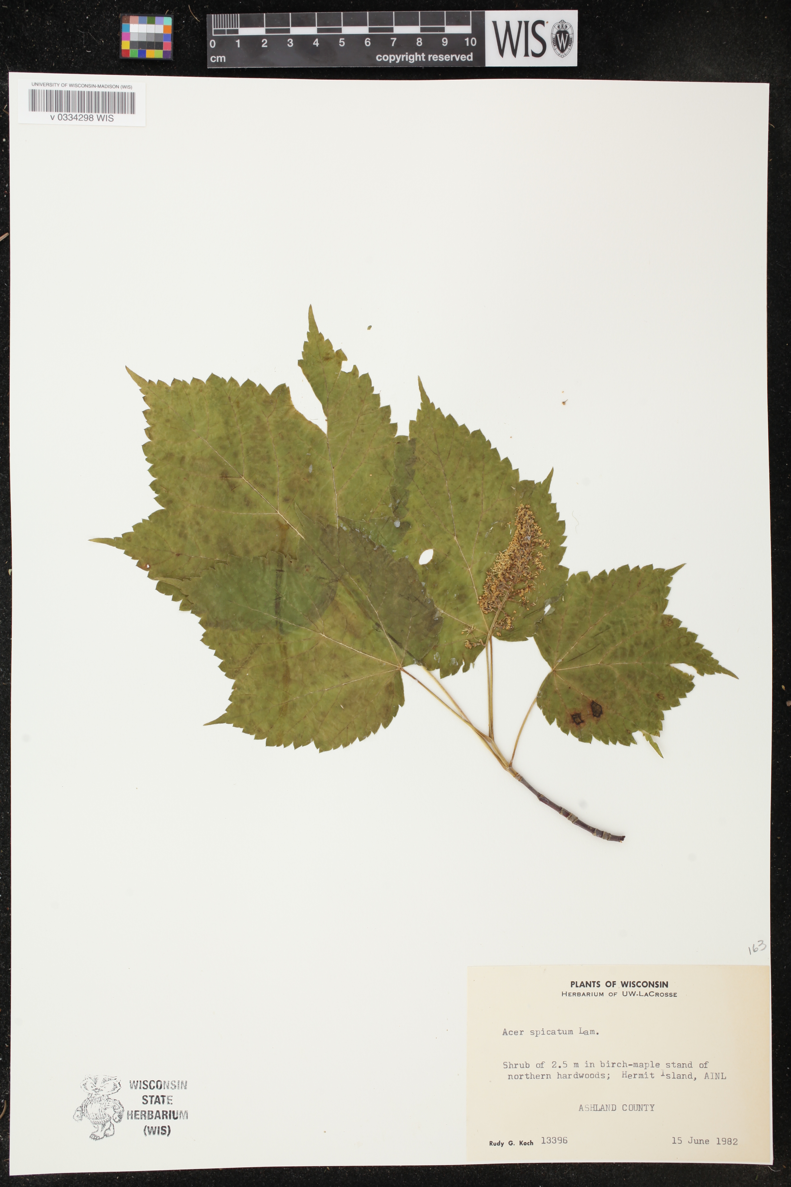 Acer spicatum image