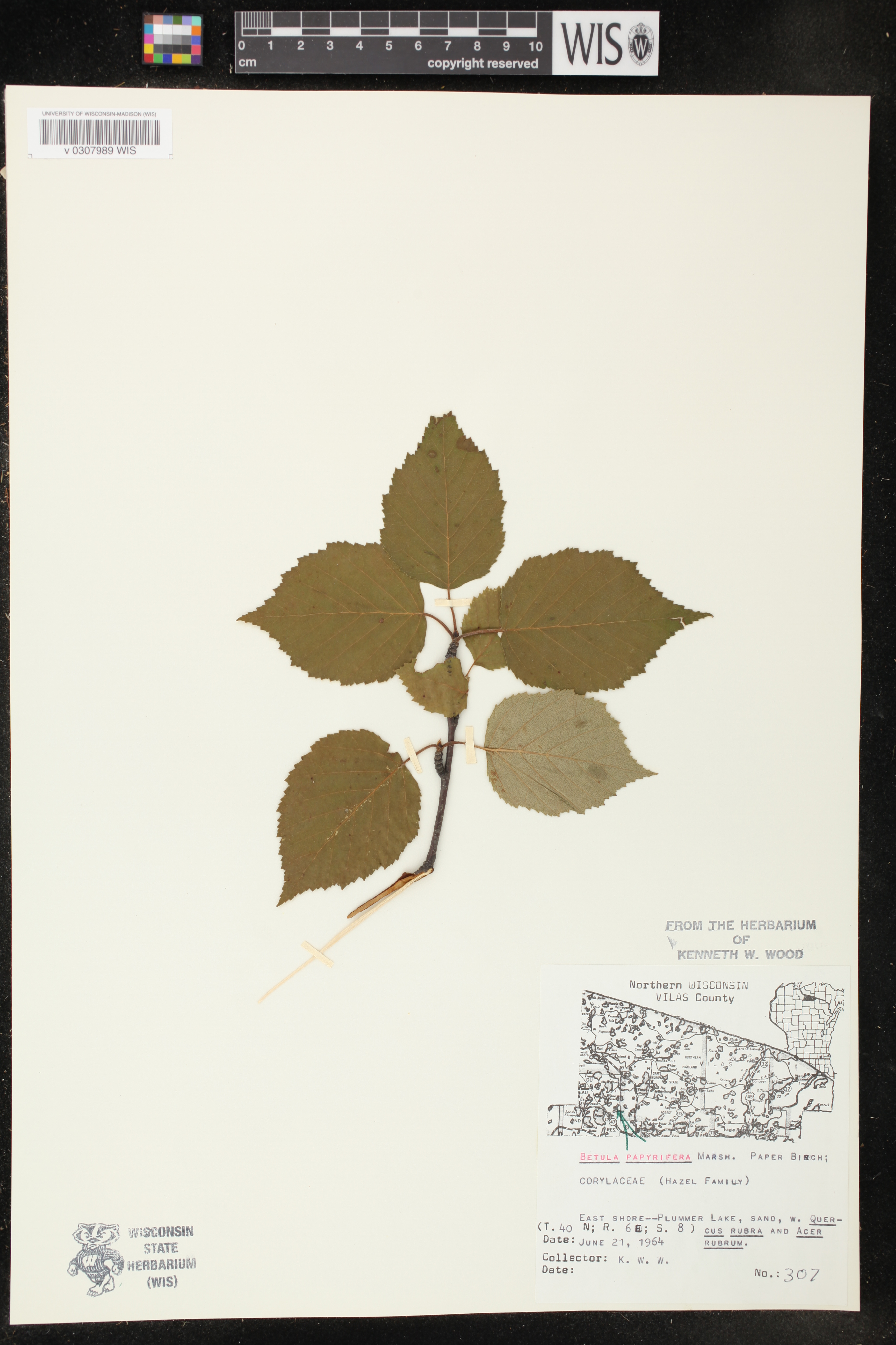 Betula papyrifera image
