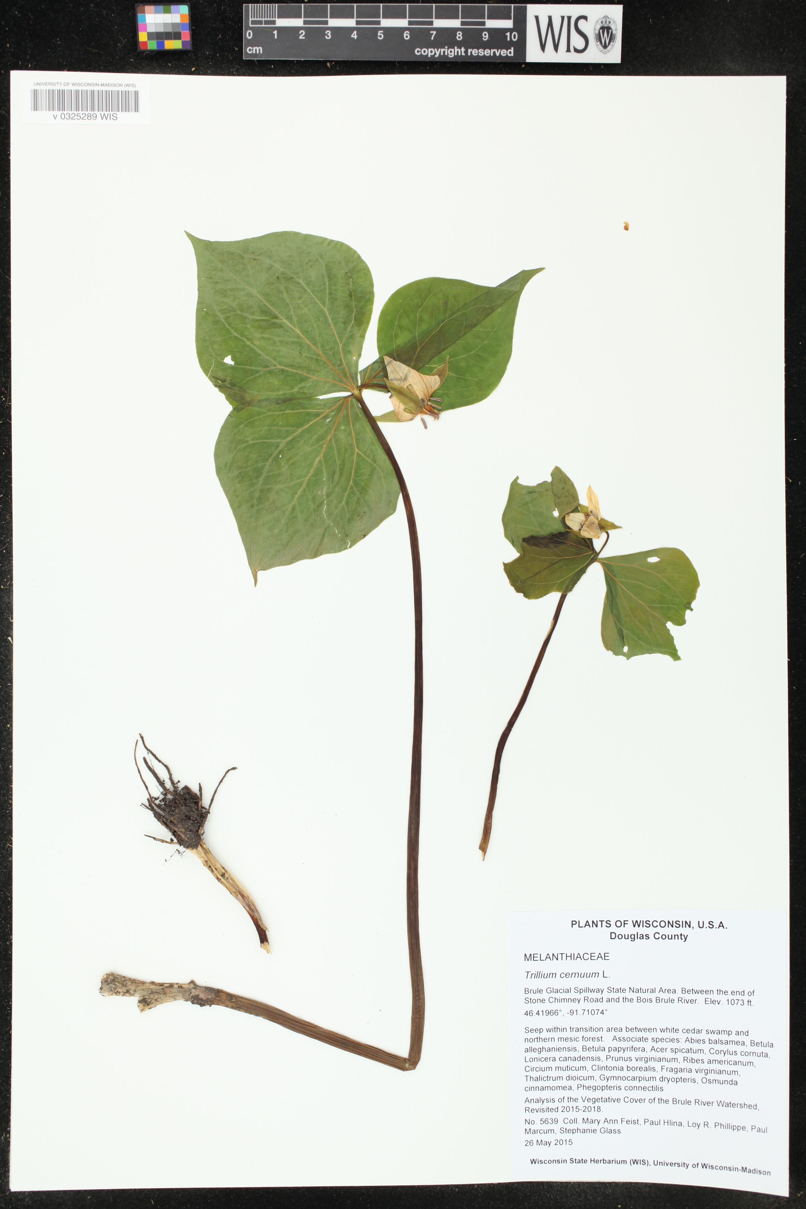 Trillium cernuum image