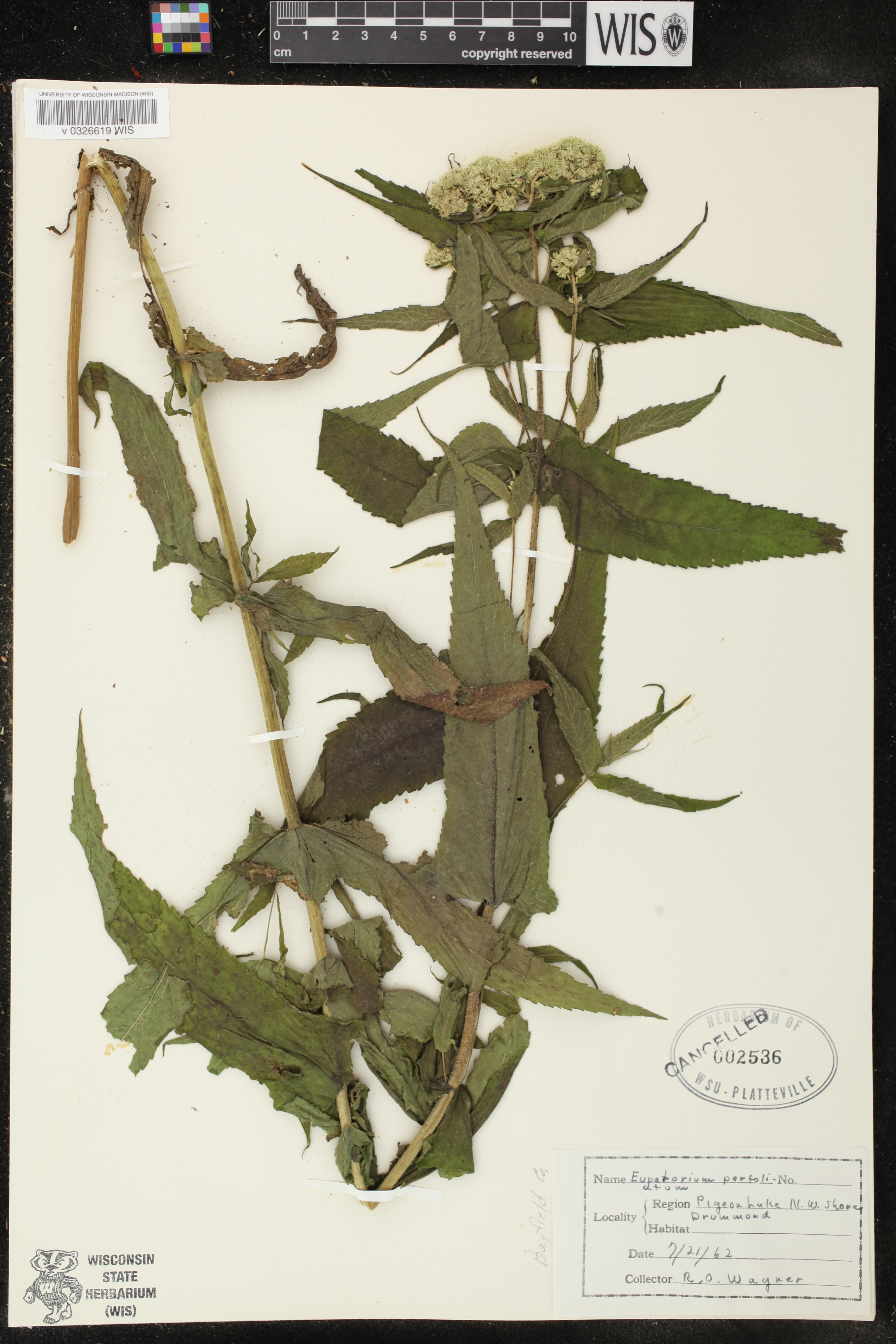 Eupatorium perfoliatum image
