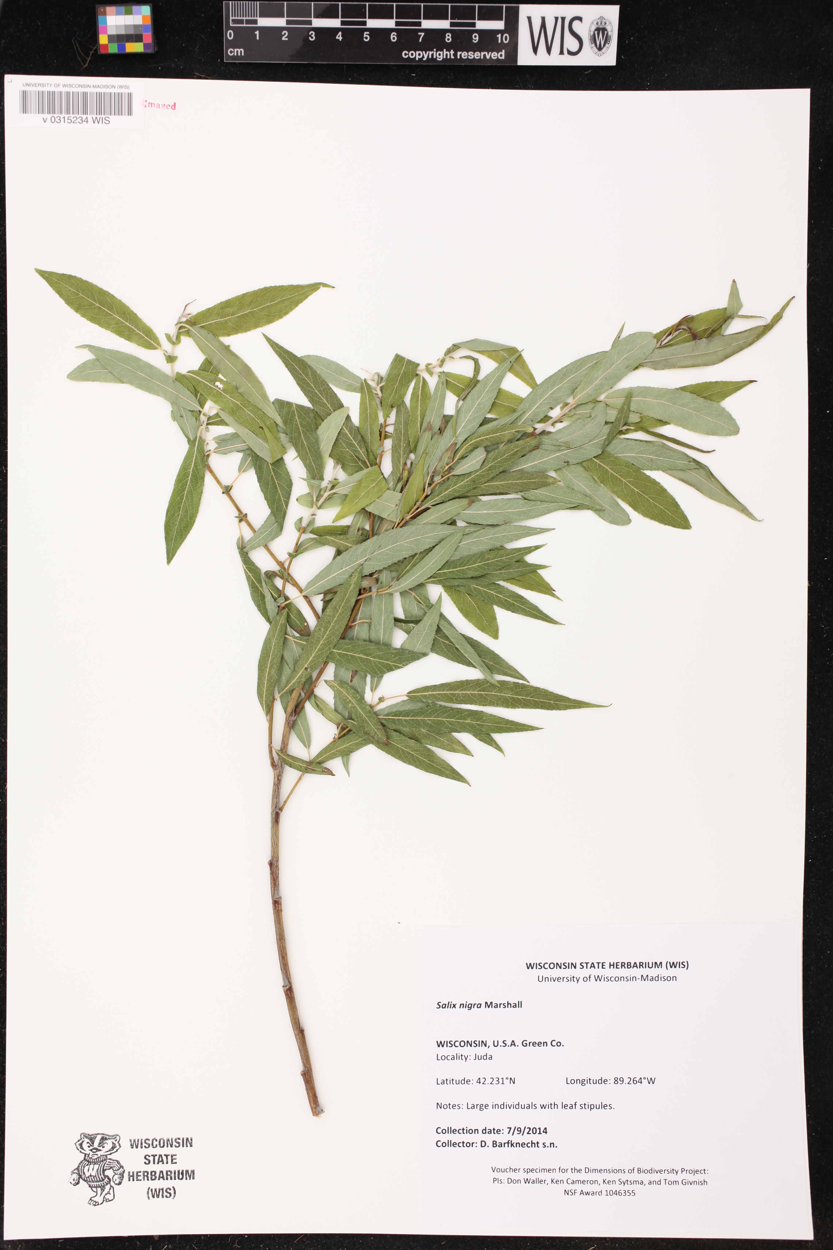 Salix nigra image