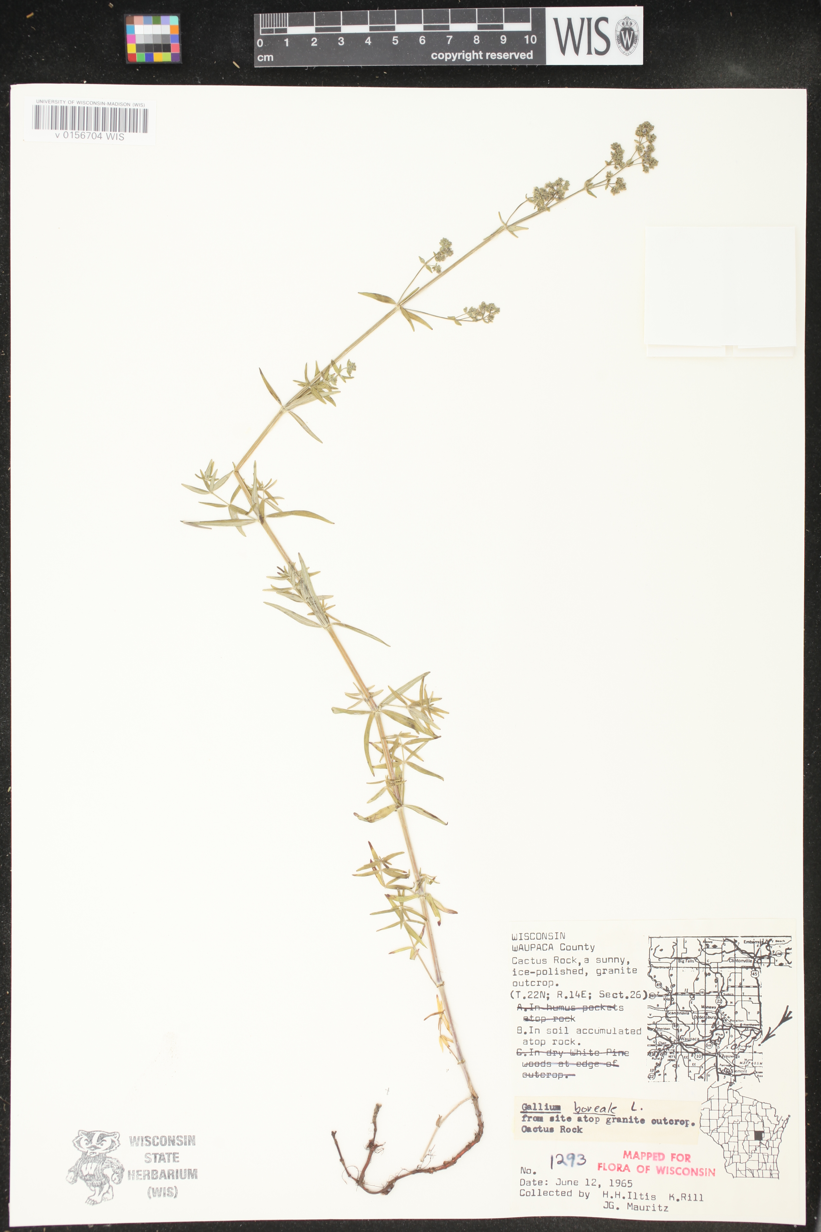 Galium boreale image