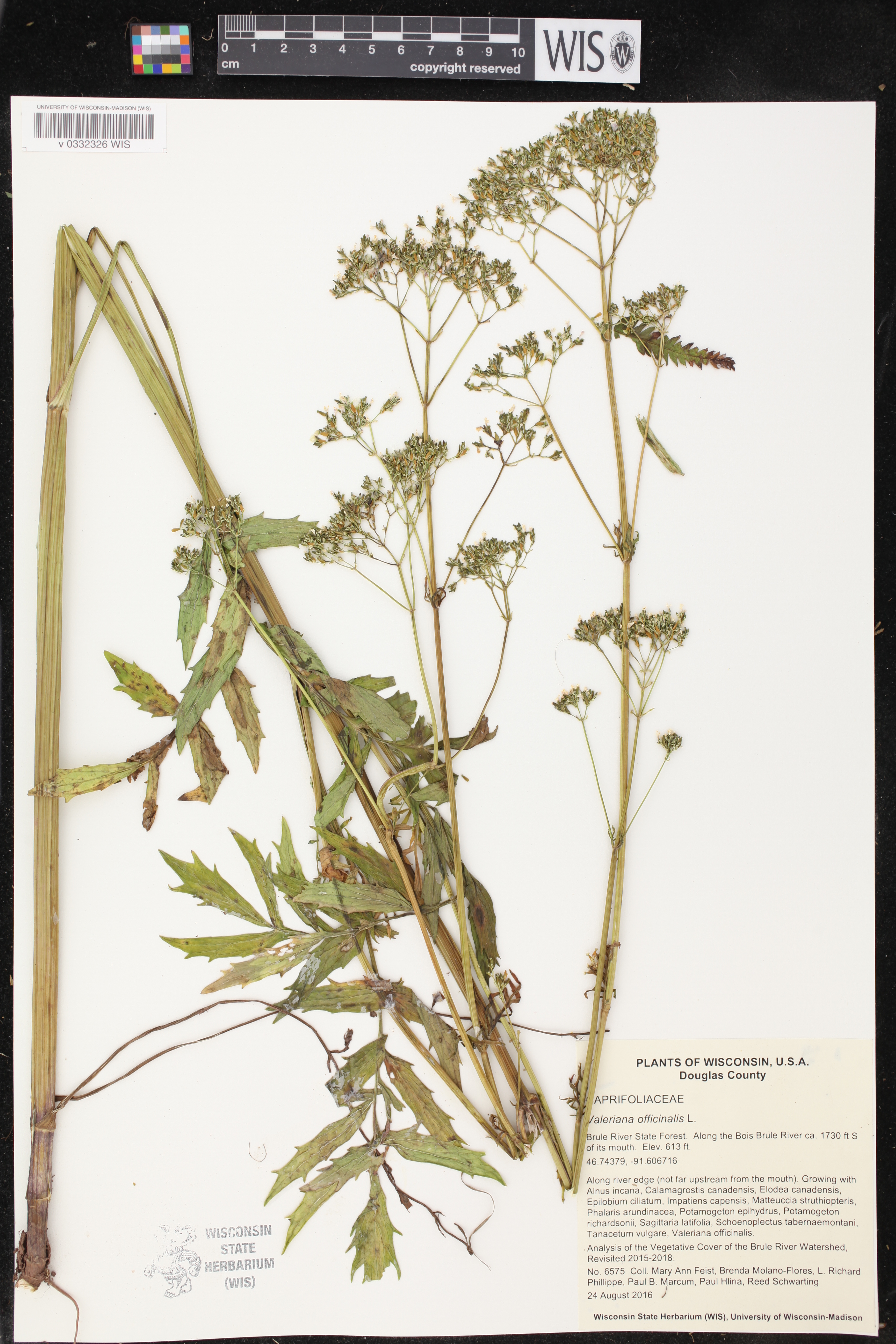Valeriana officinalis image