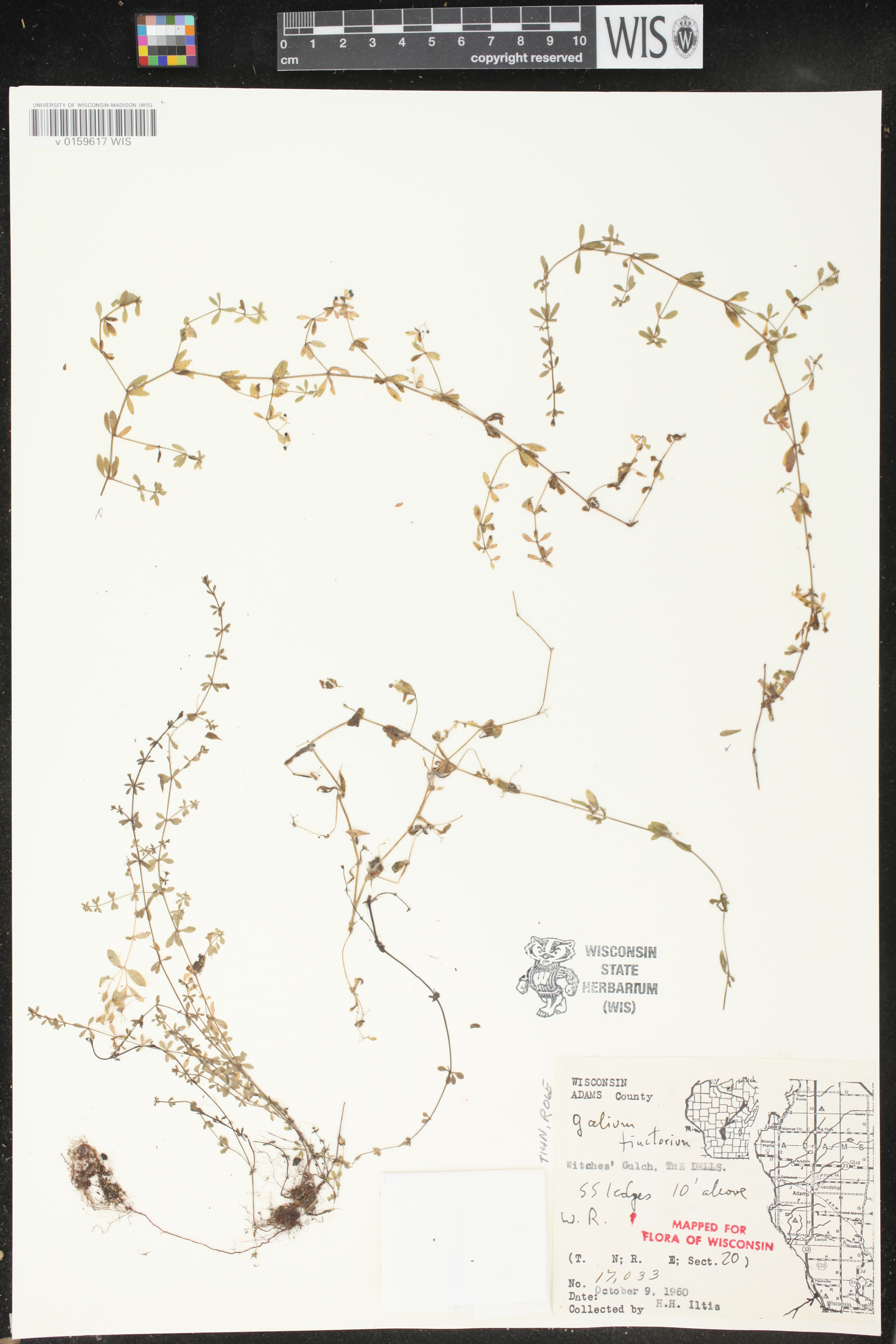 Galium tinctorium image