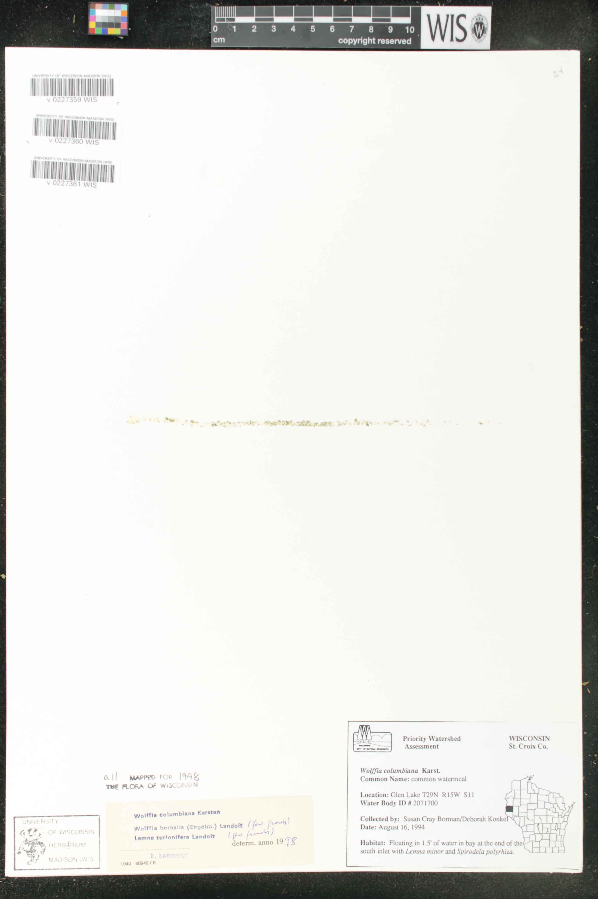 Wolffia columbiana image