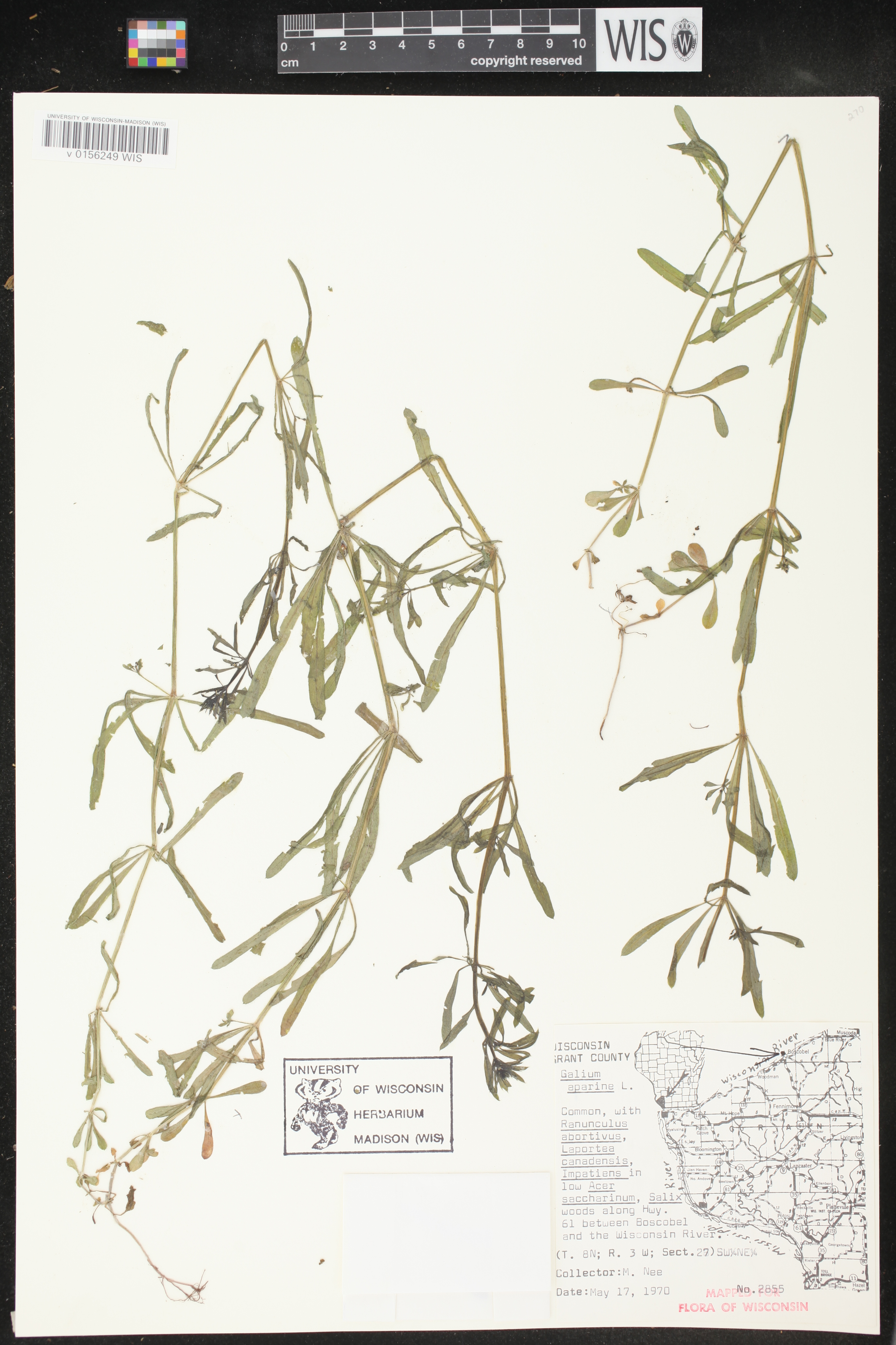 Galium aparine image