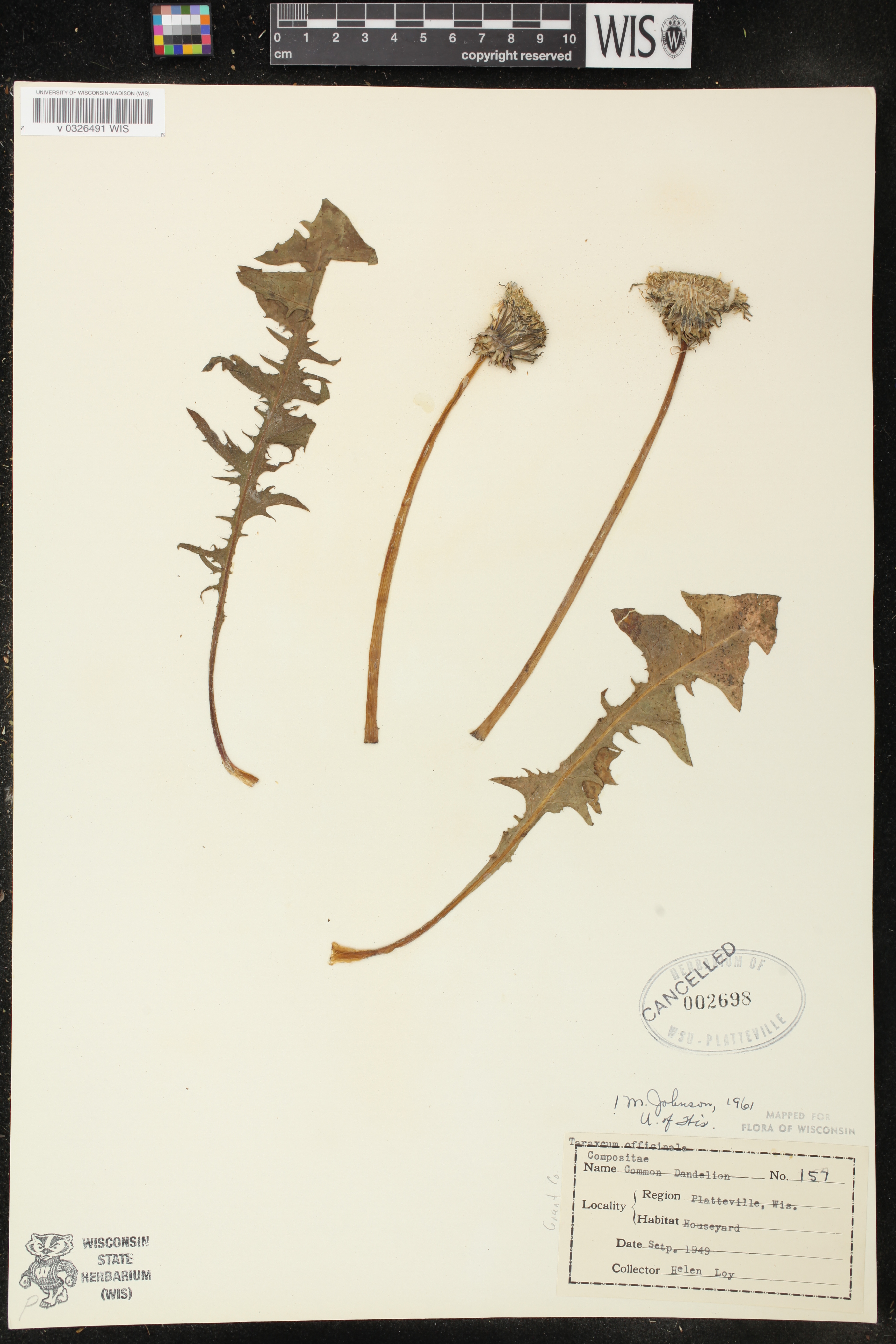 Taraxacum officinale image