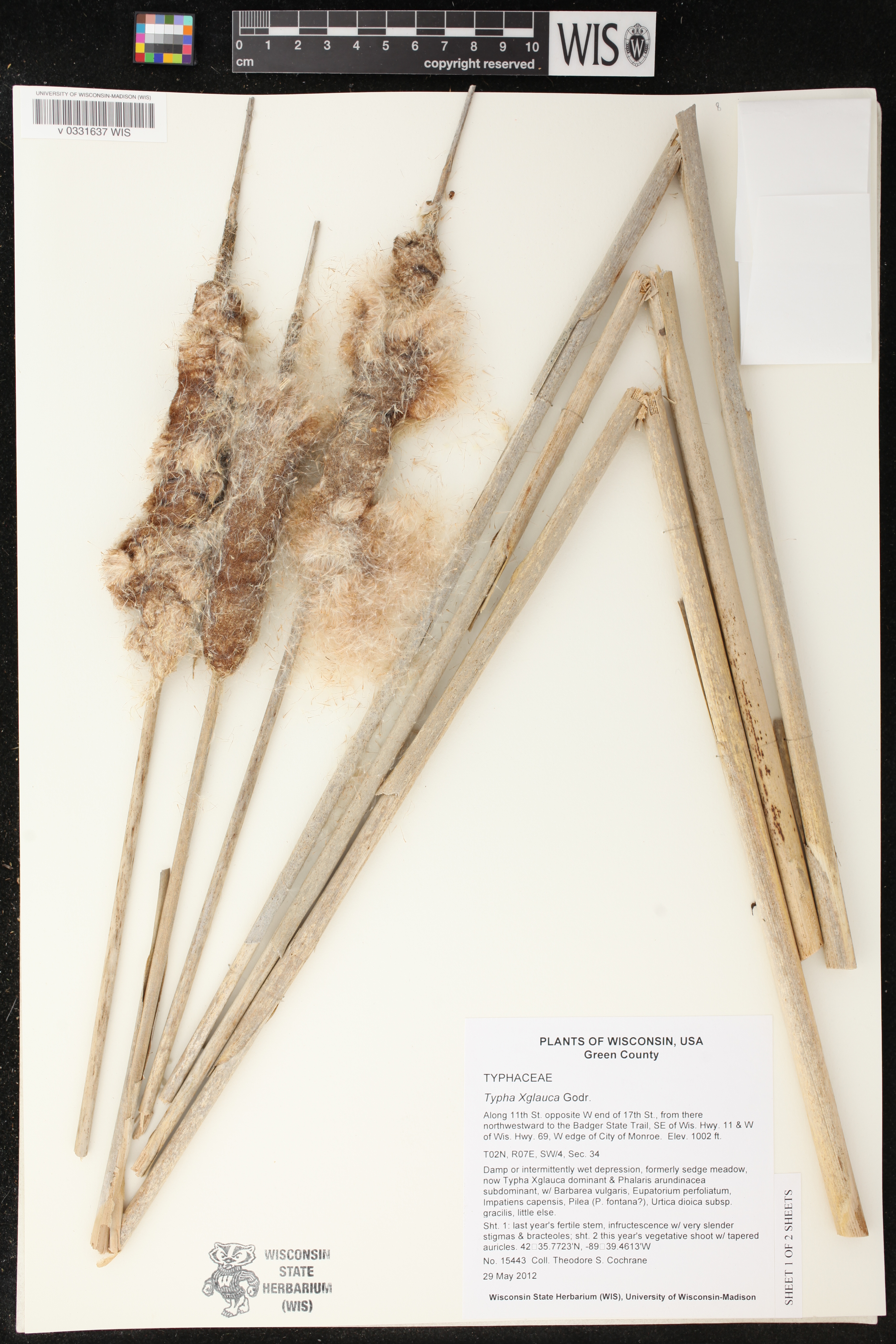 Typha X glauca image