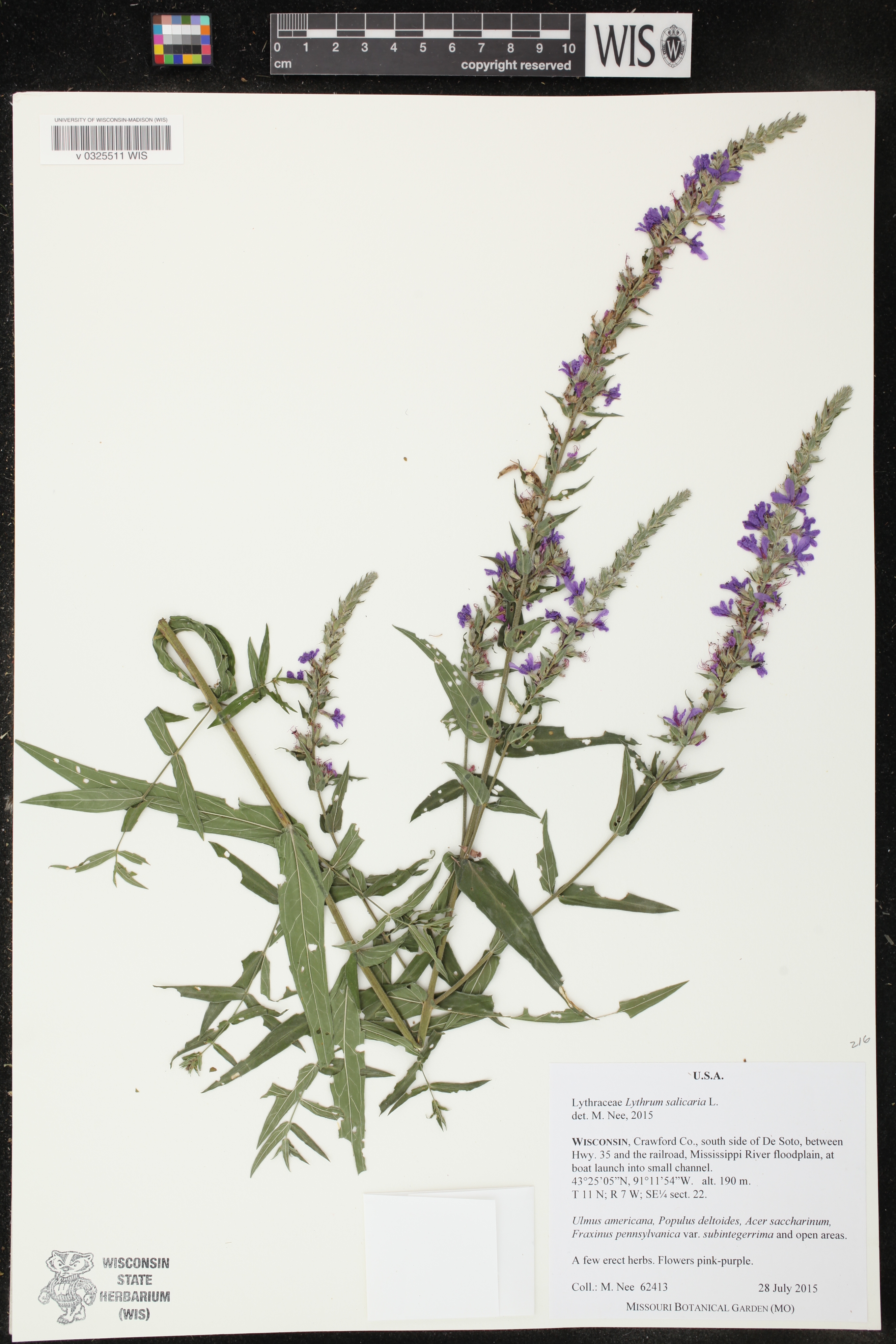 Lythrum salicaria image