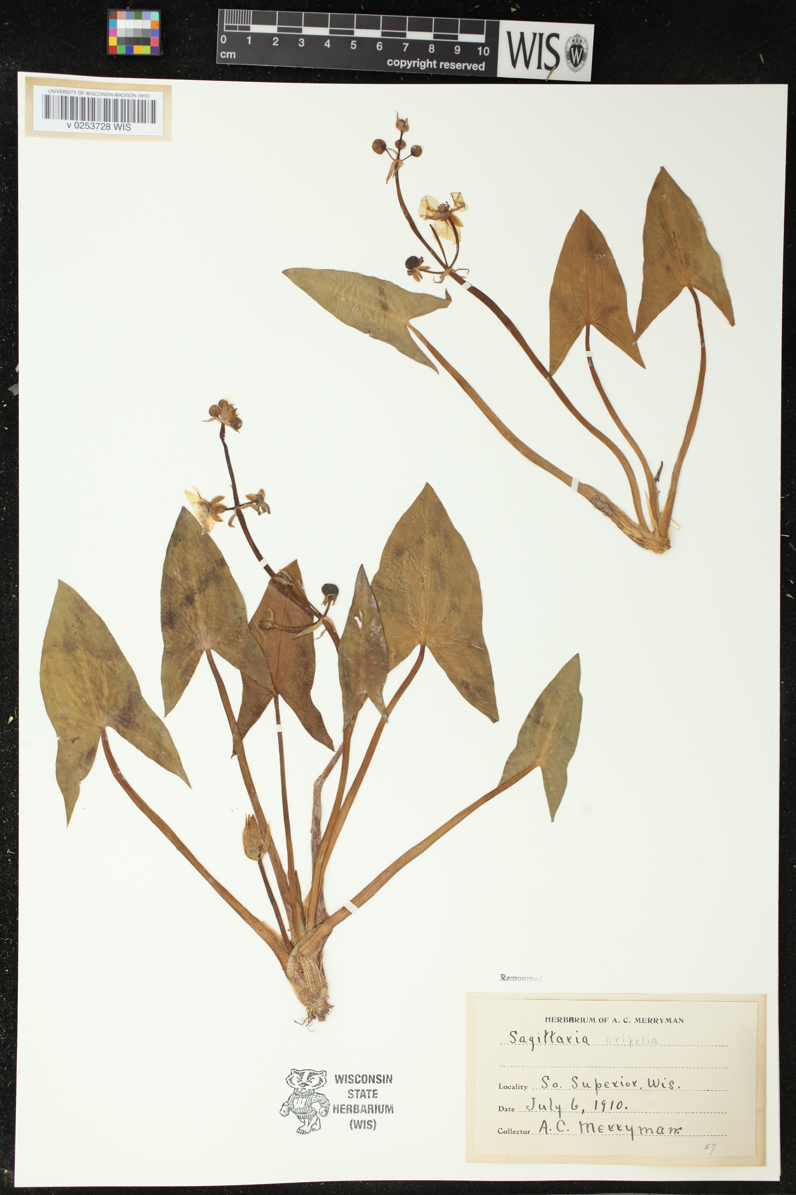 Sagittaria cuneata image