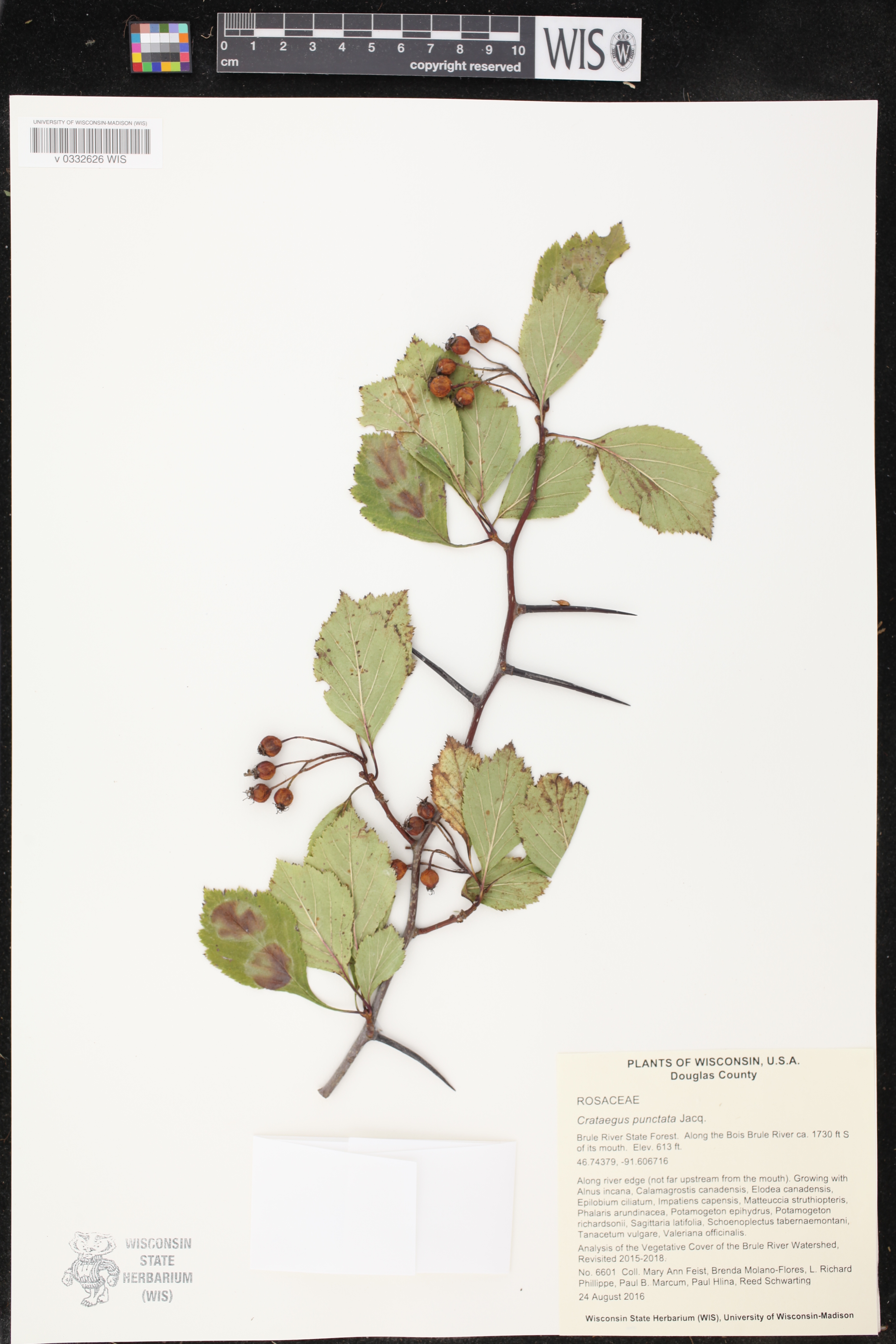 Crataegus punctata image