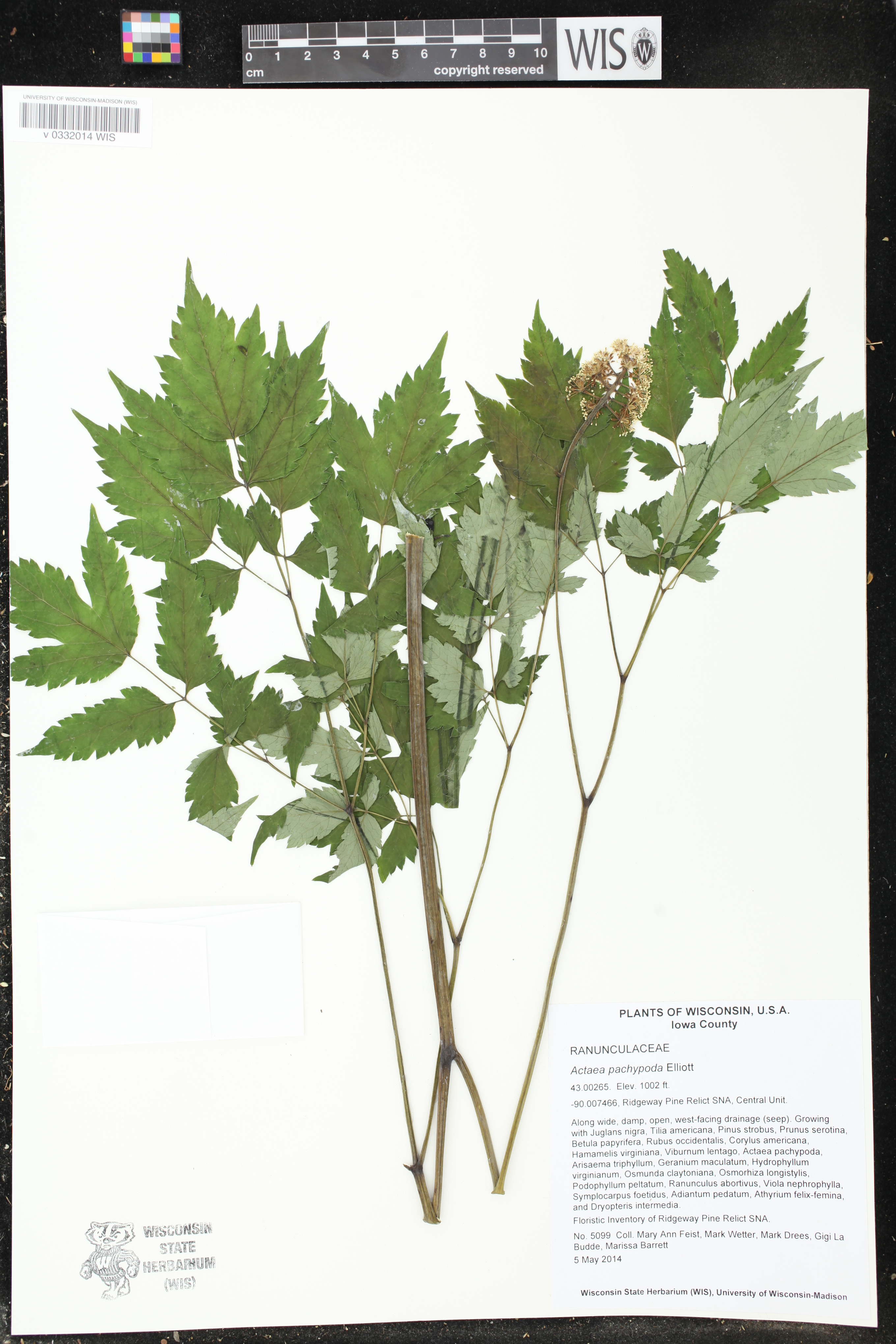 Actaea pachypoda image