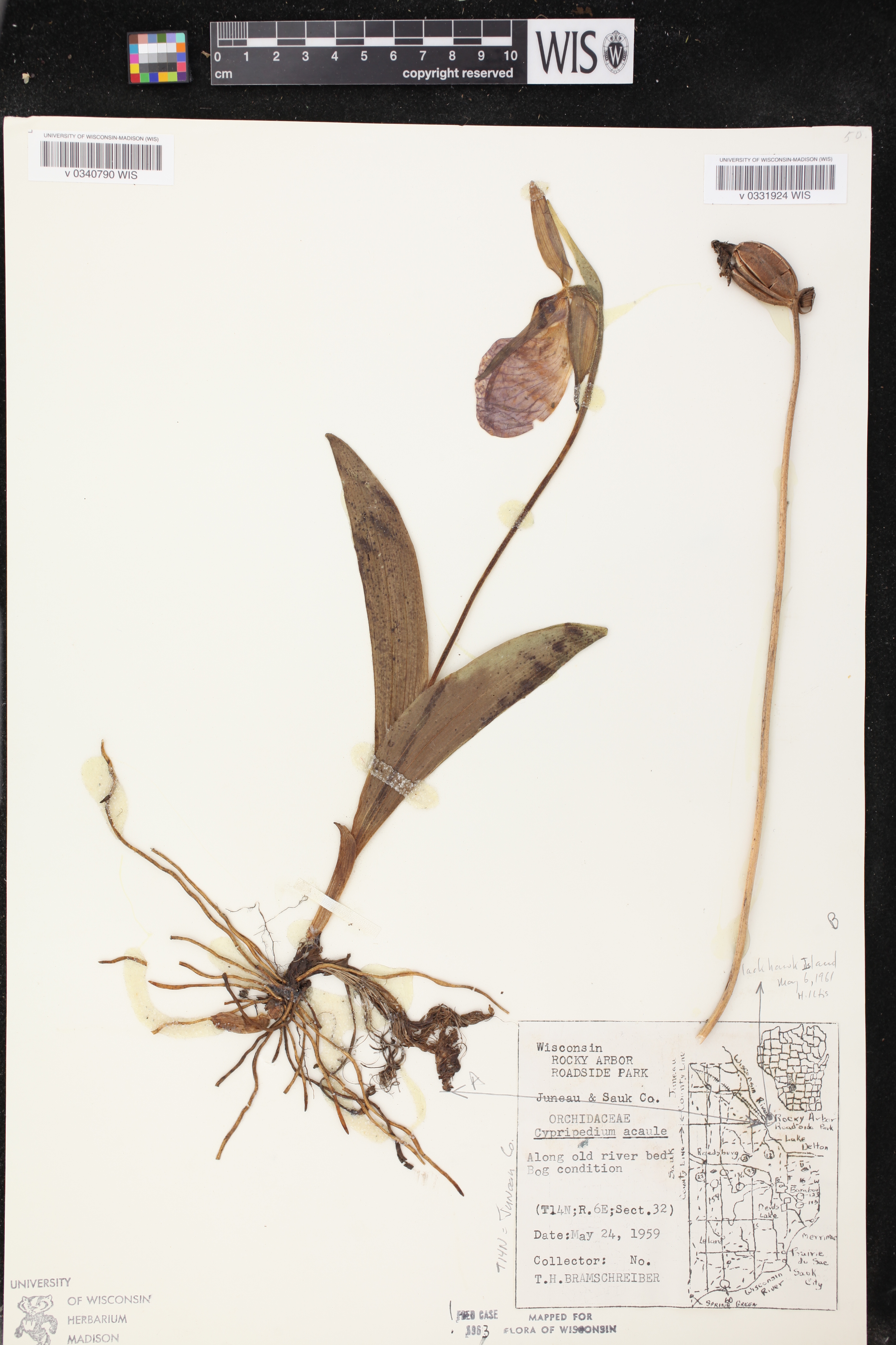 Cypripedium acaule image