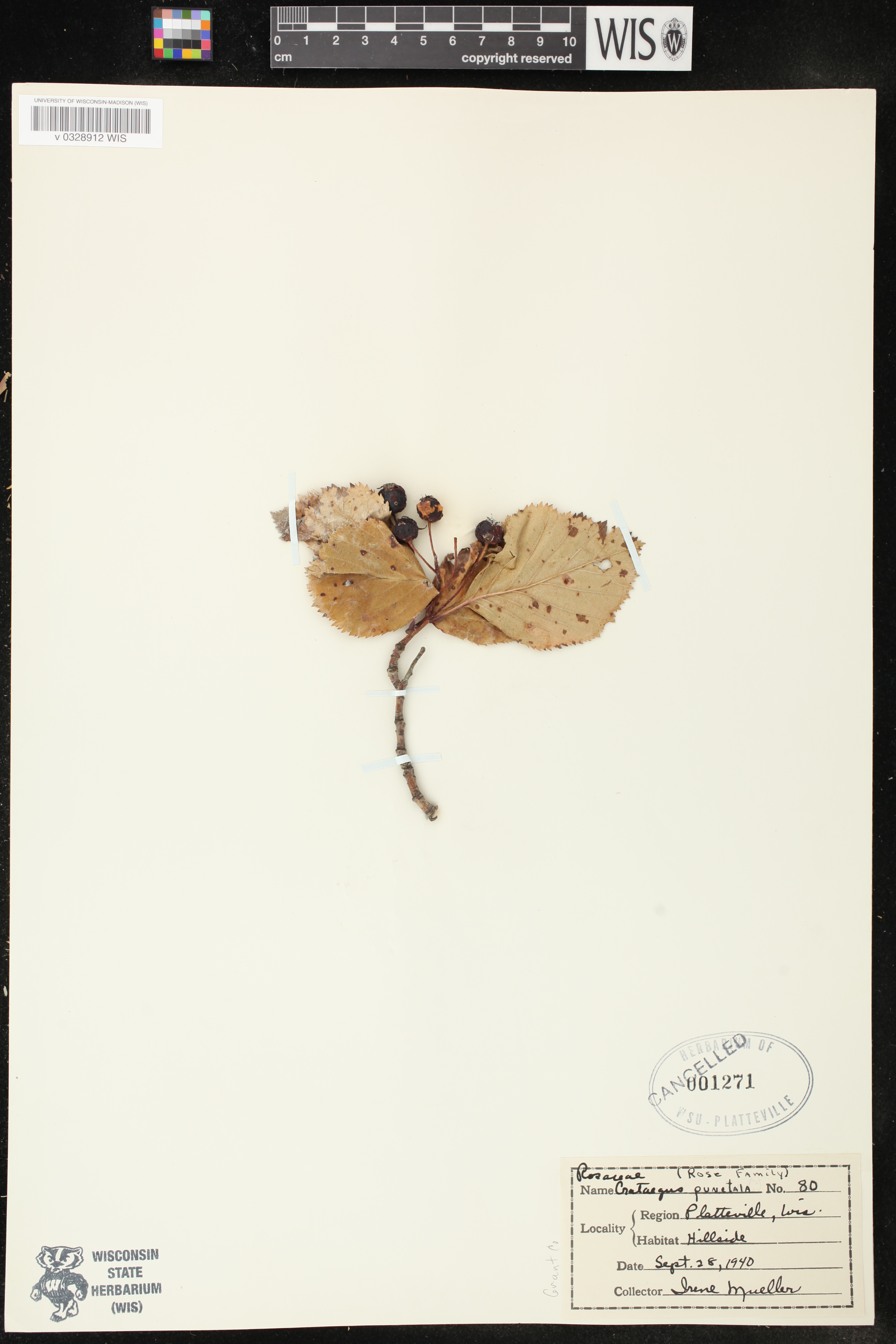 Crataegus punctata image