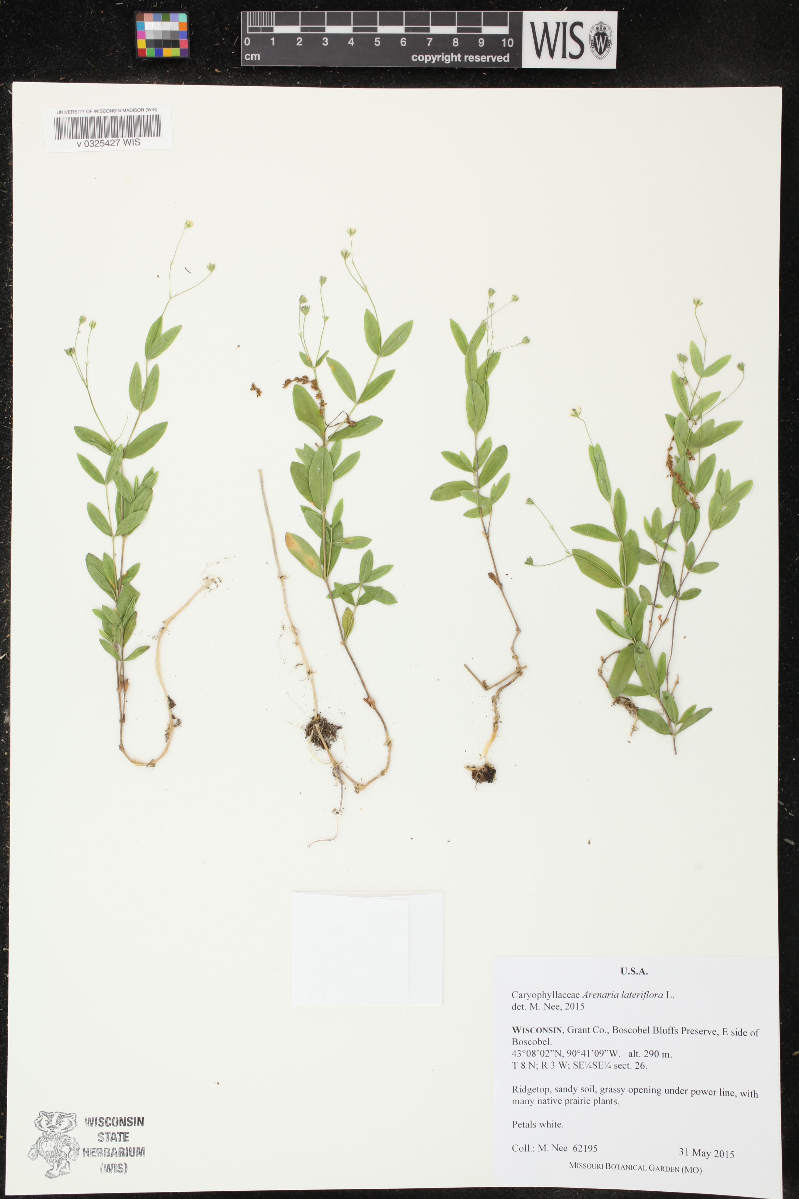 Moehringia lateriflora image