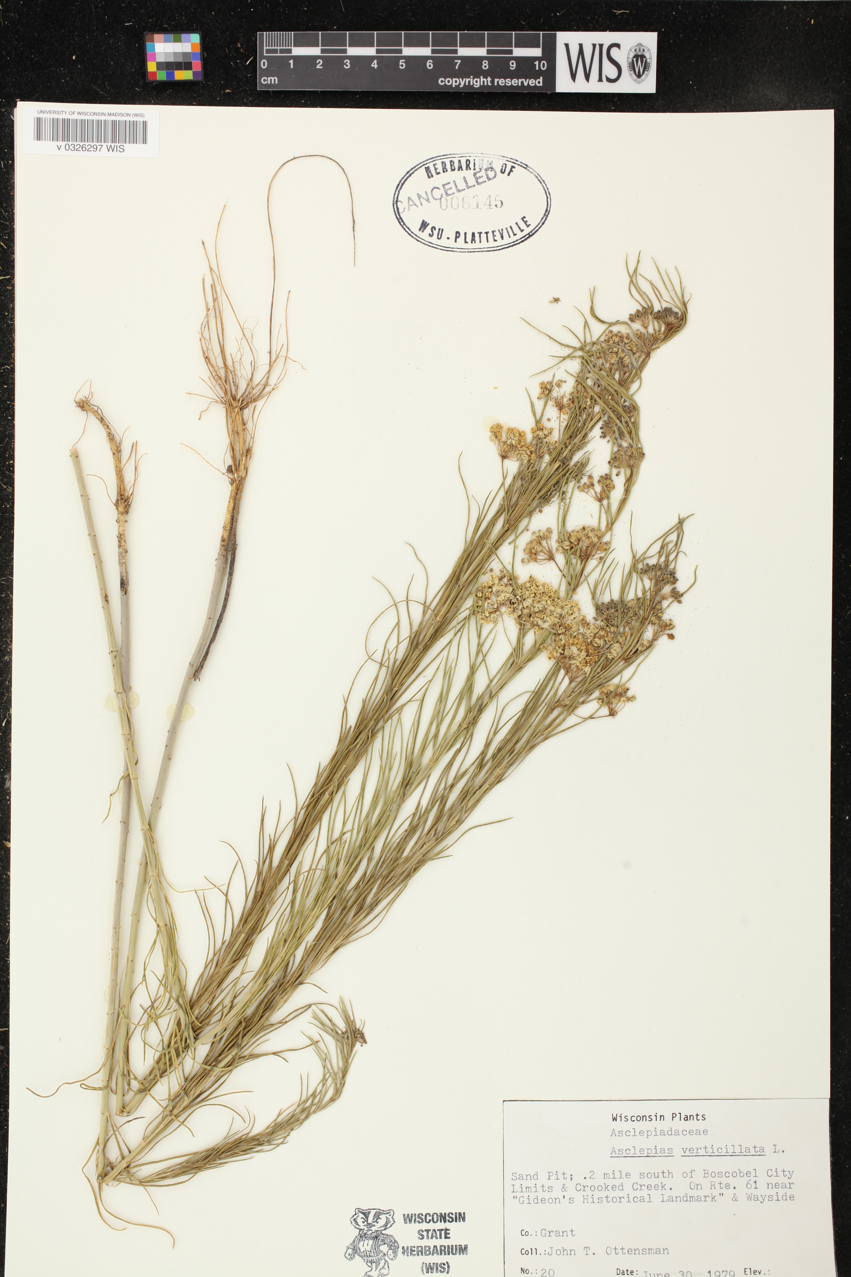 Asclepias verticillata image