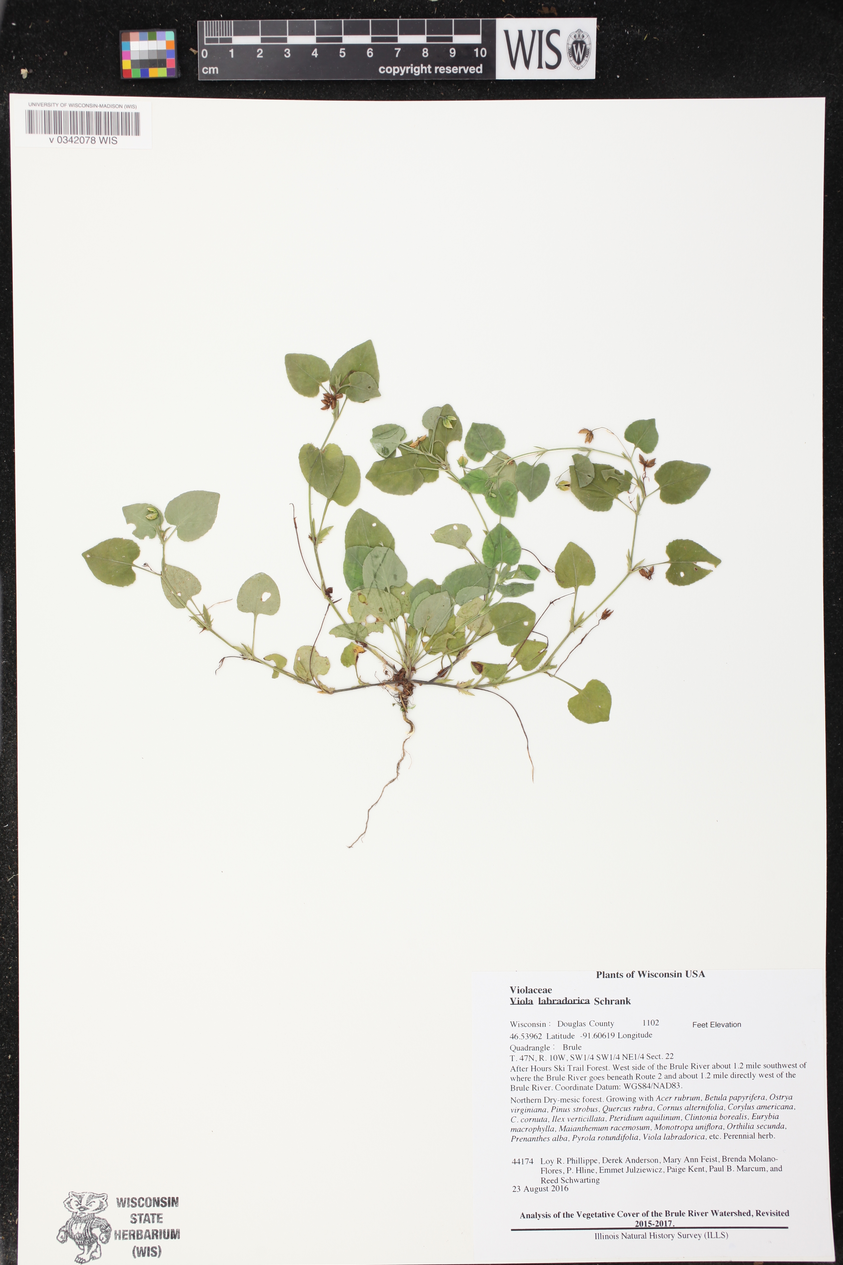 Viola labradorica image
