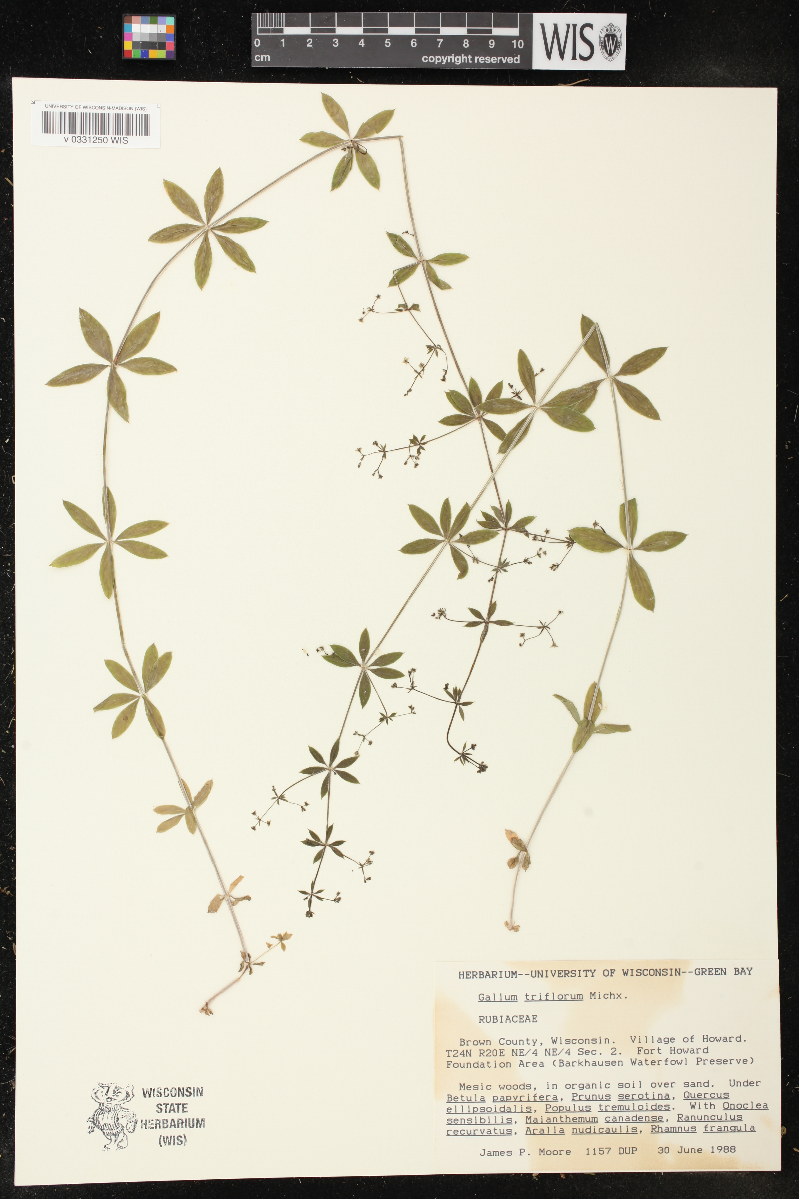 Galium triflorum image