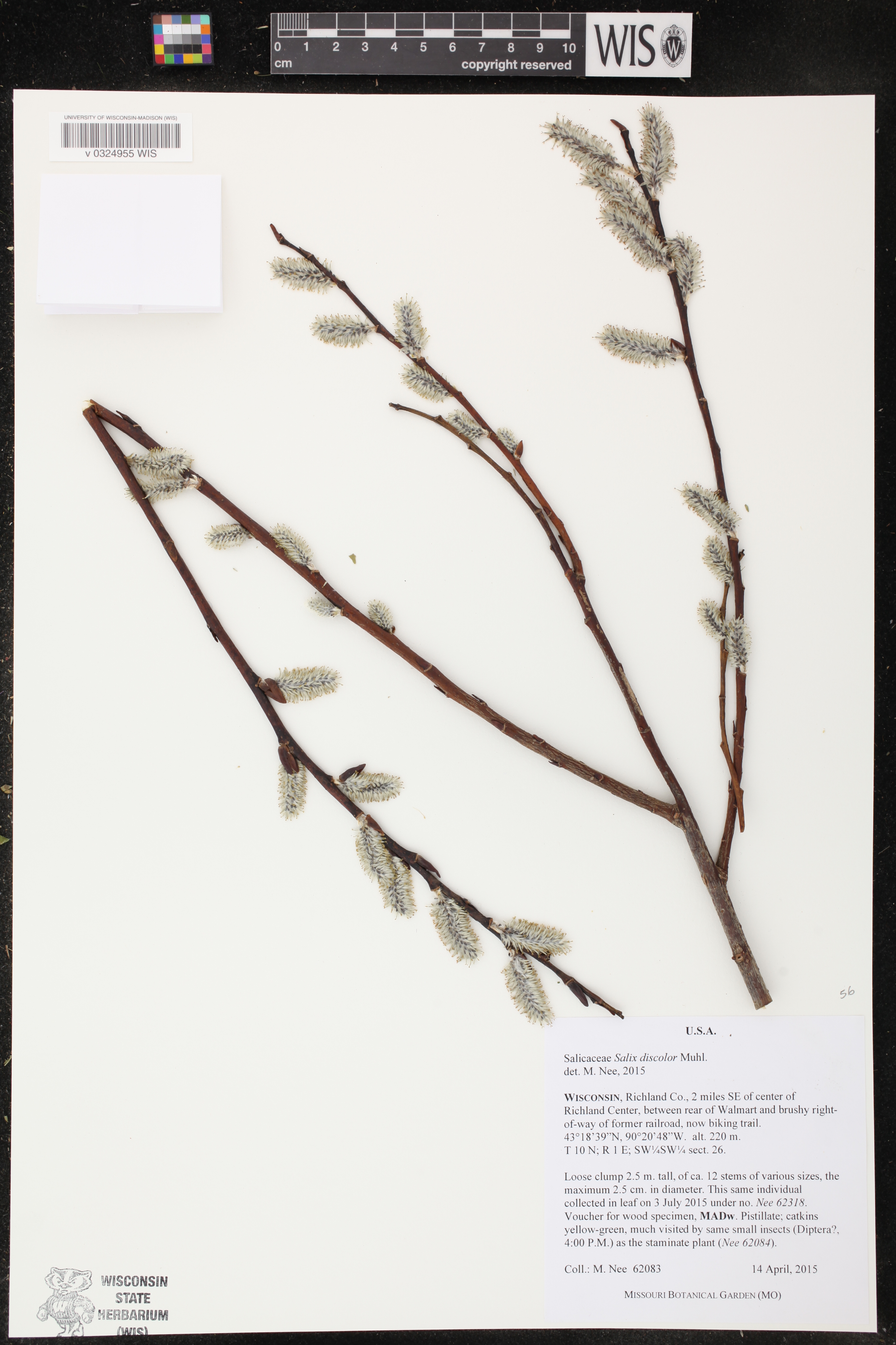 Salix discolor image