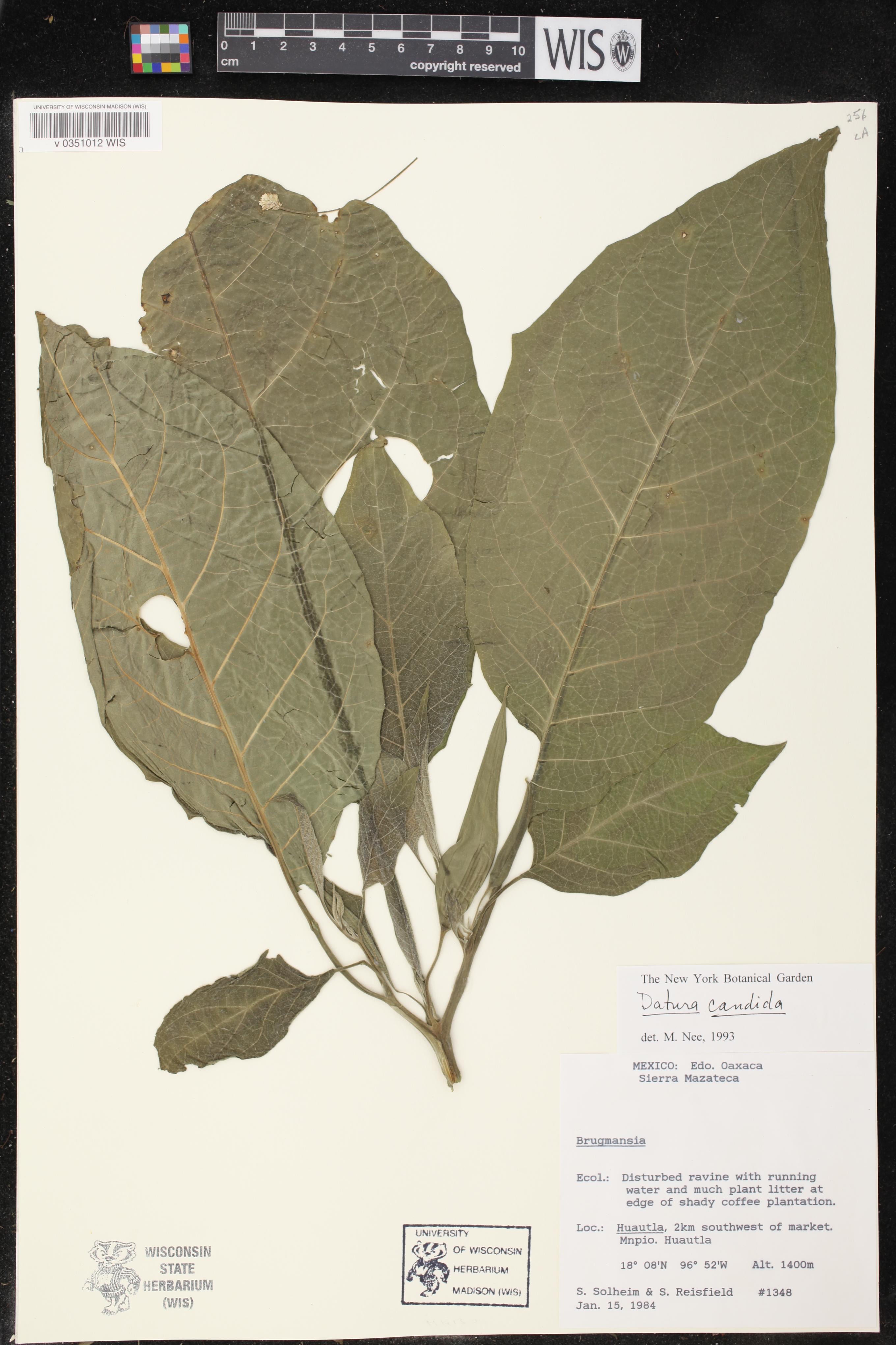 Datura candida image