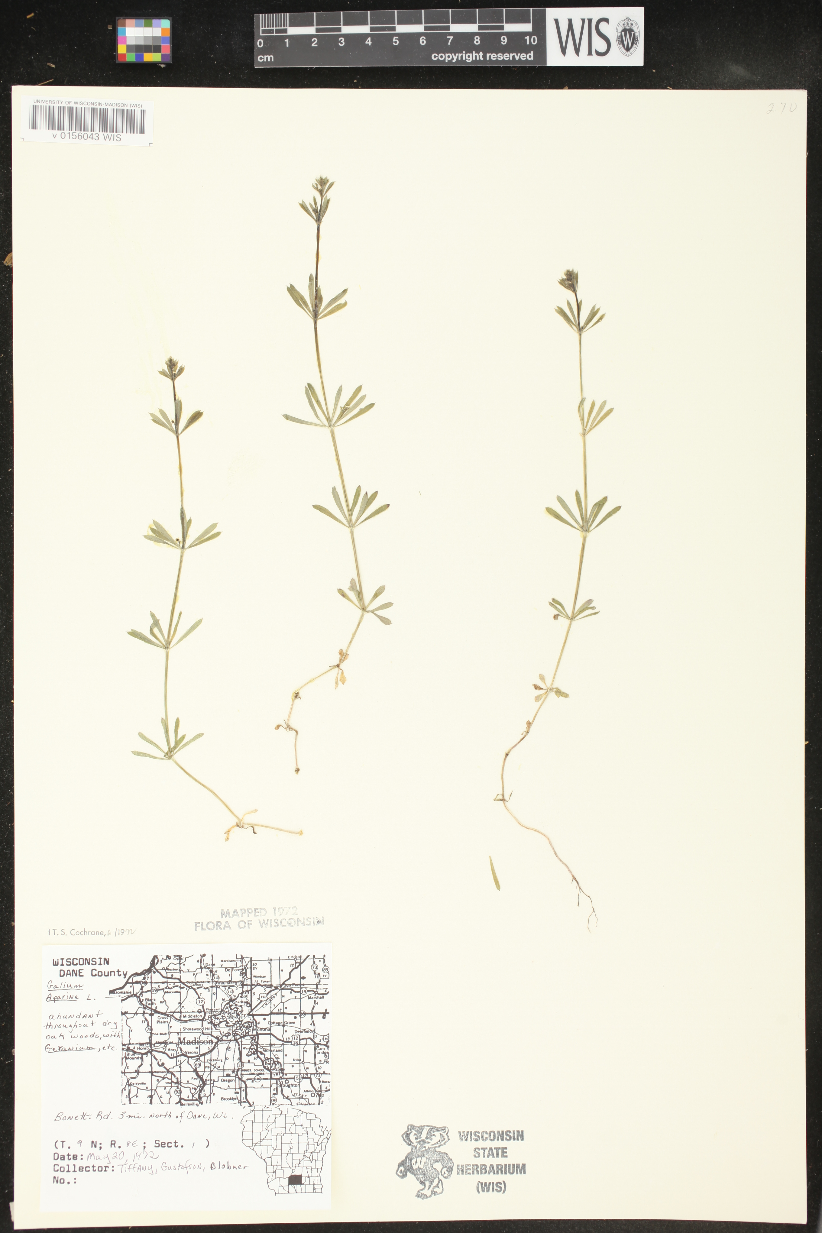Galium aparine image