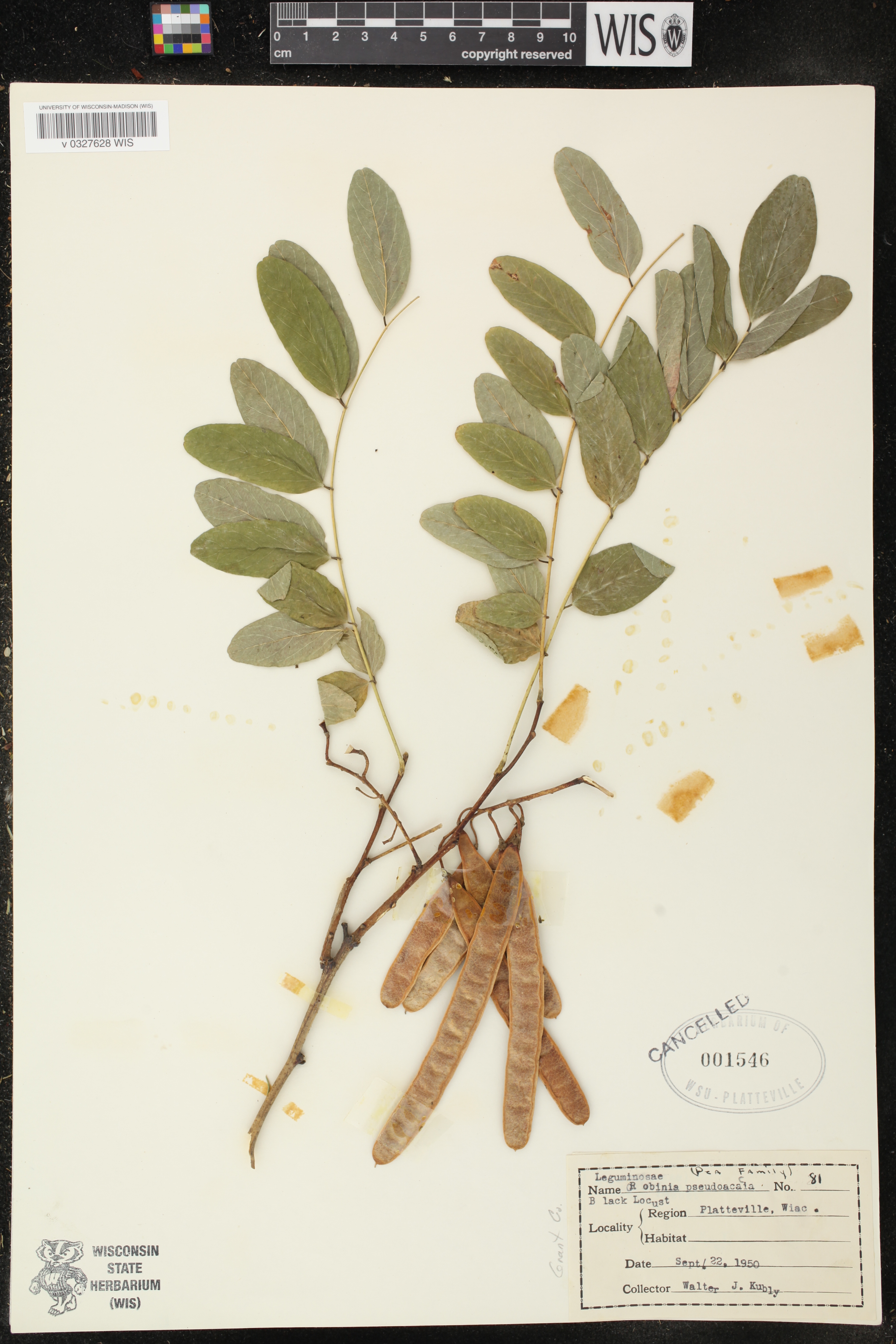 Robinia pseudoacacia image