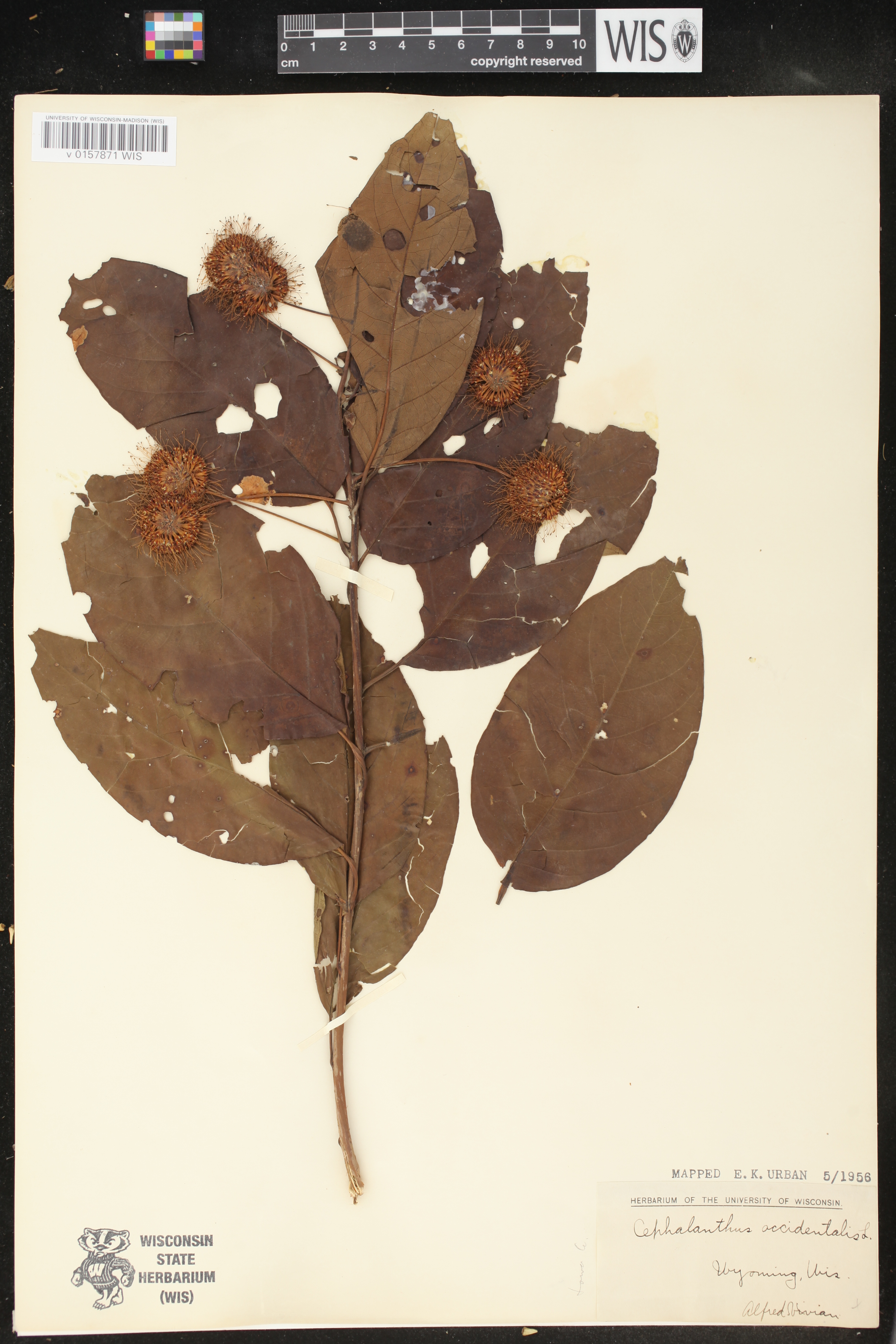 Cephalanthus occidentalis image