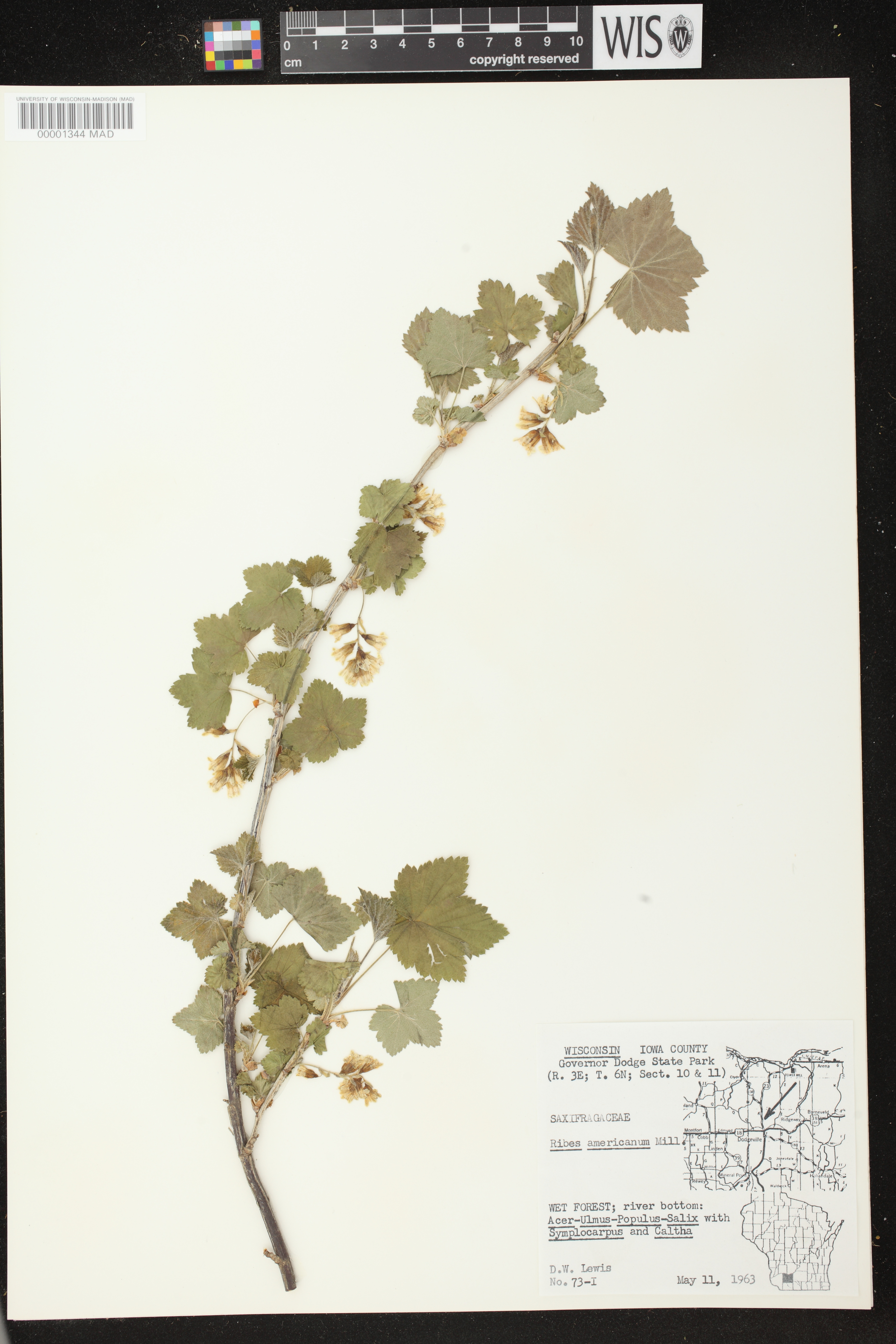Ribes americanum image